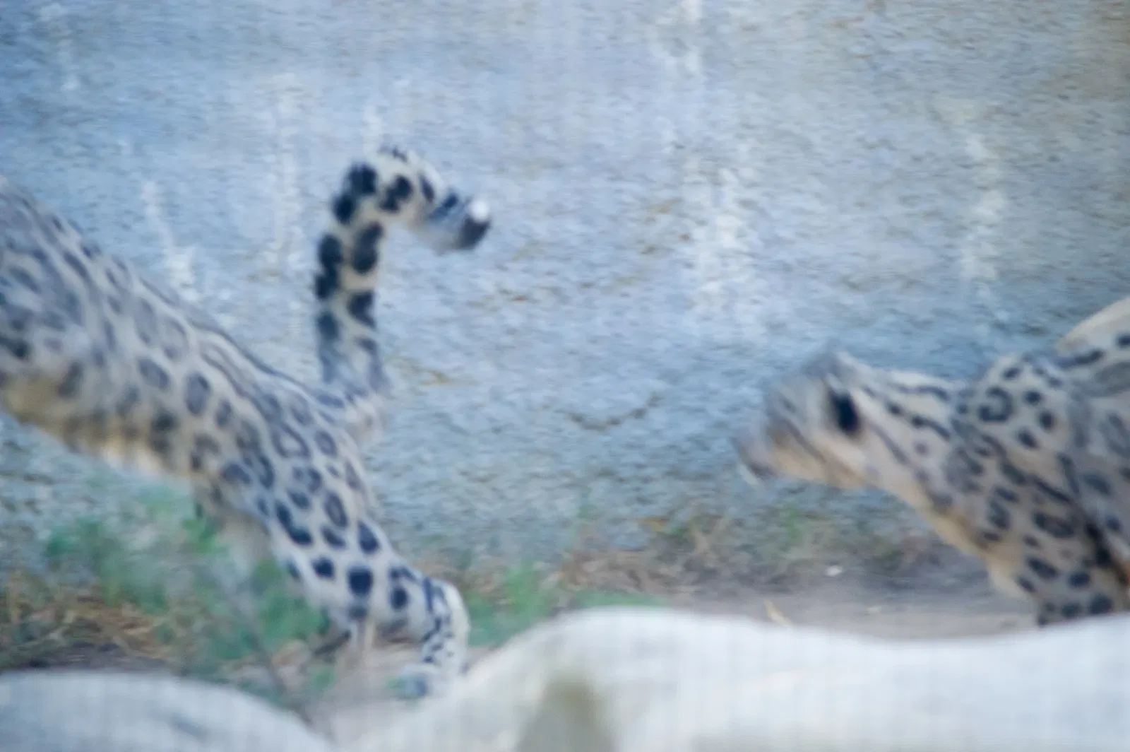 Dierentuin van Los Angeles