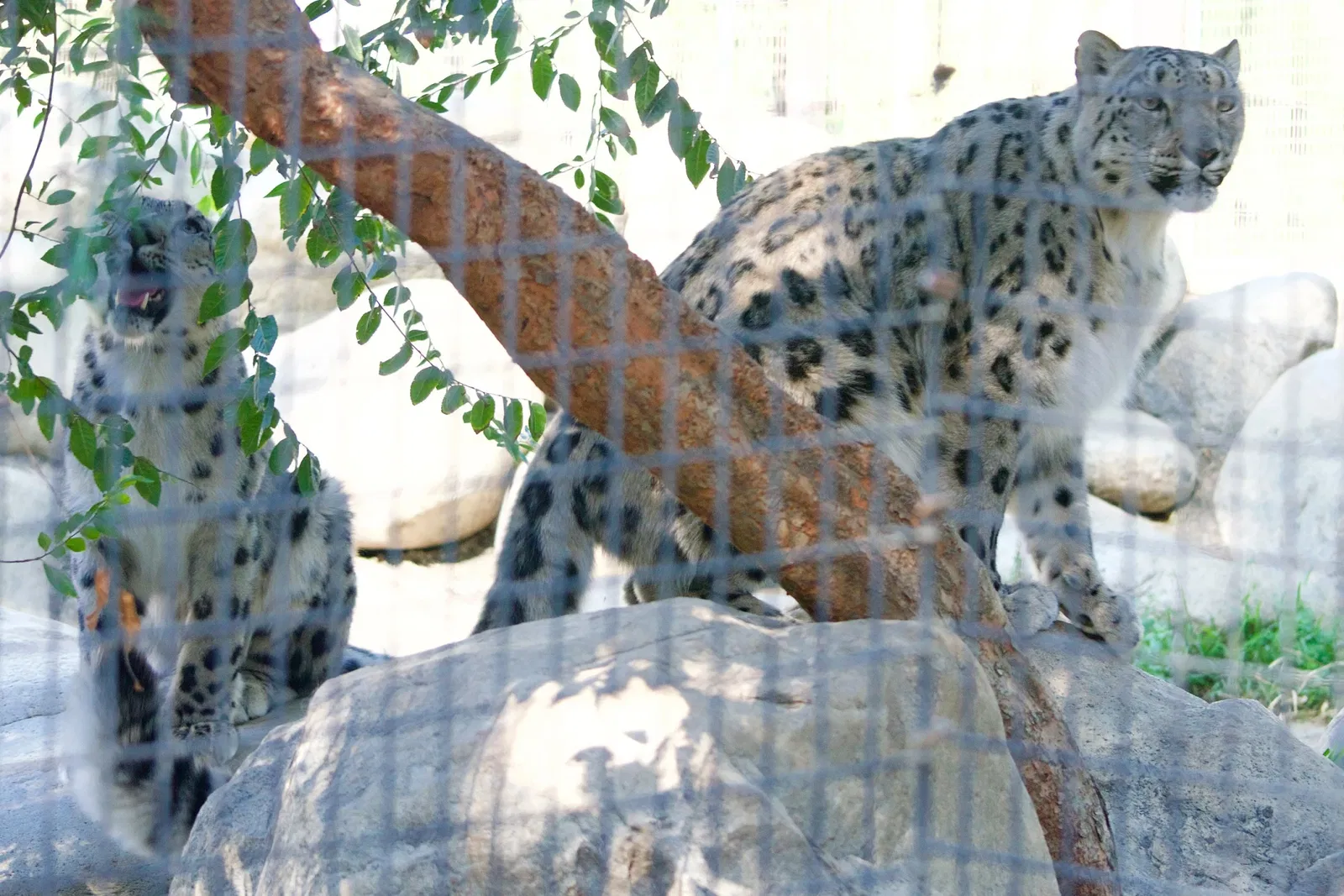 Dierentuin van Los Angeles