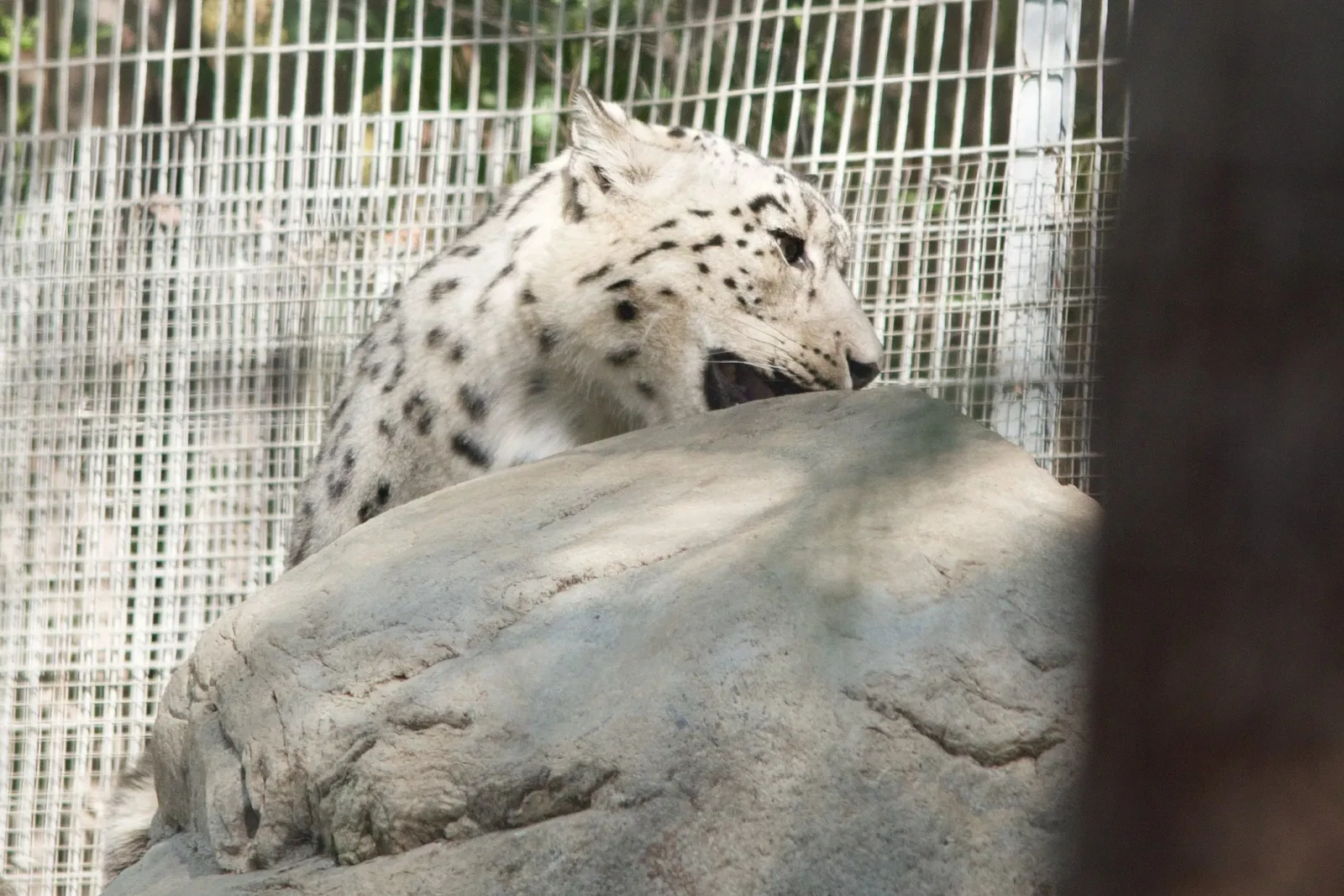Zoológico de Los Ángeles