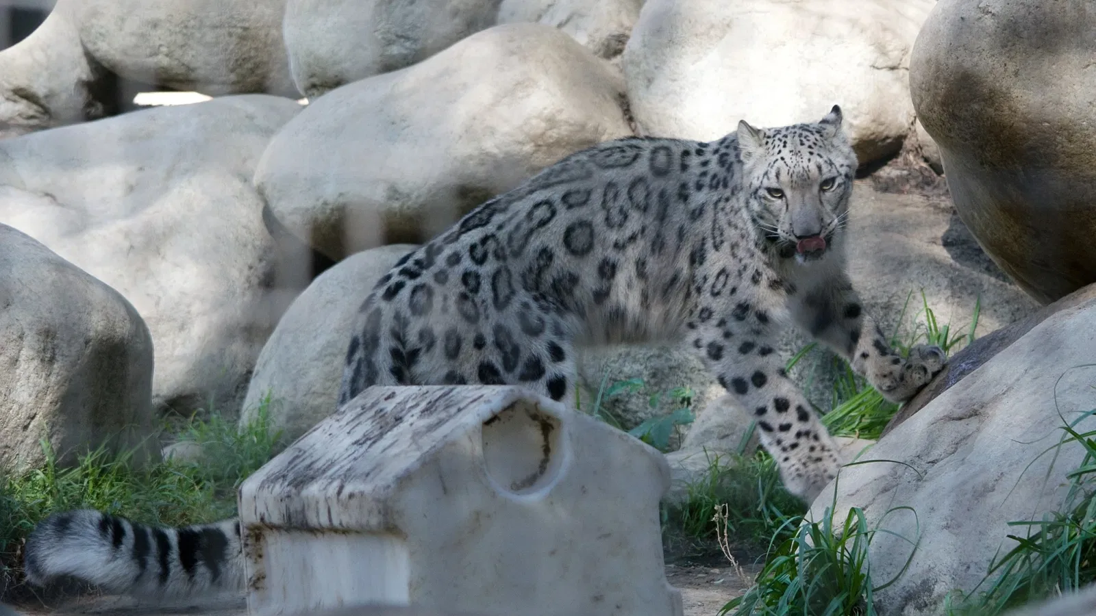 Zoológico de Los Ángeles