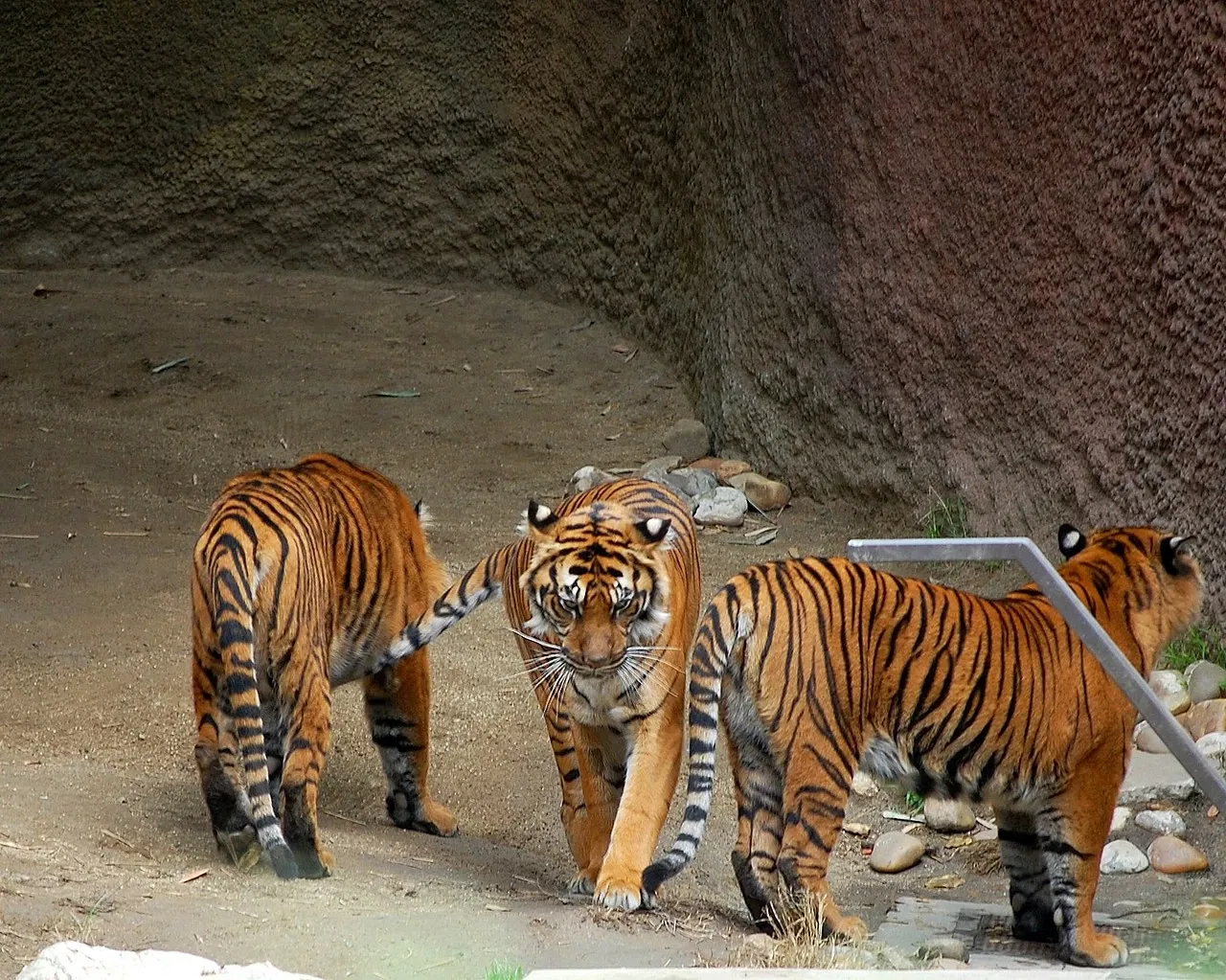 Dierentuin van Los Angeles