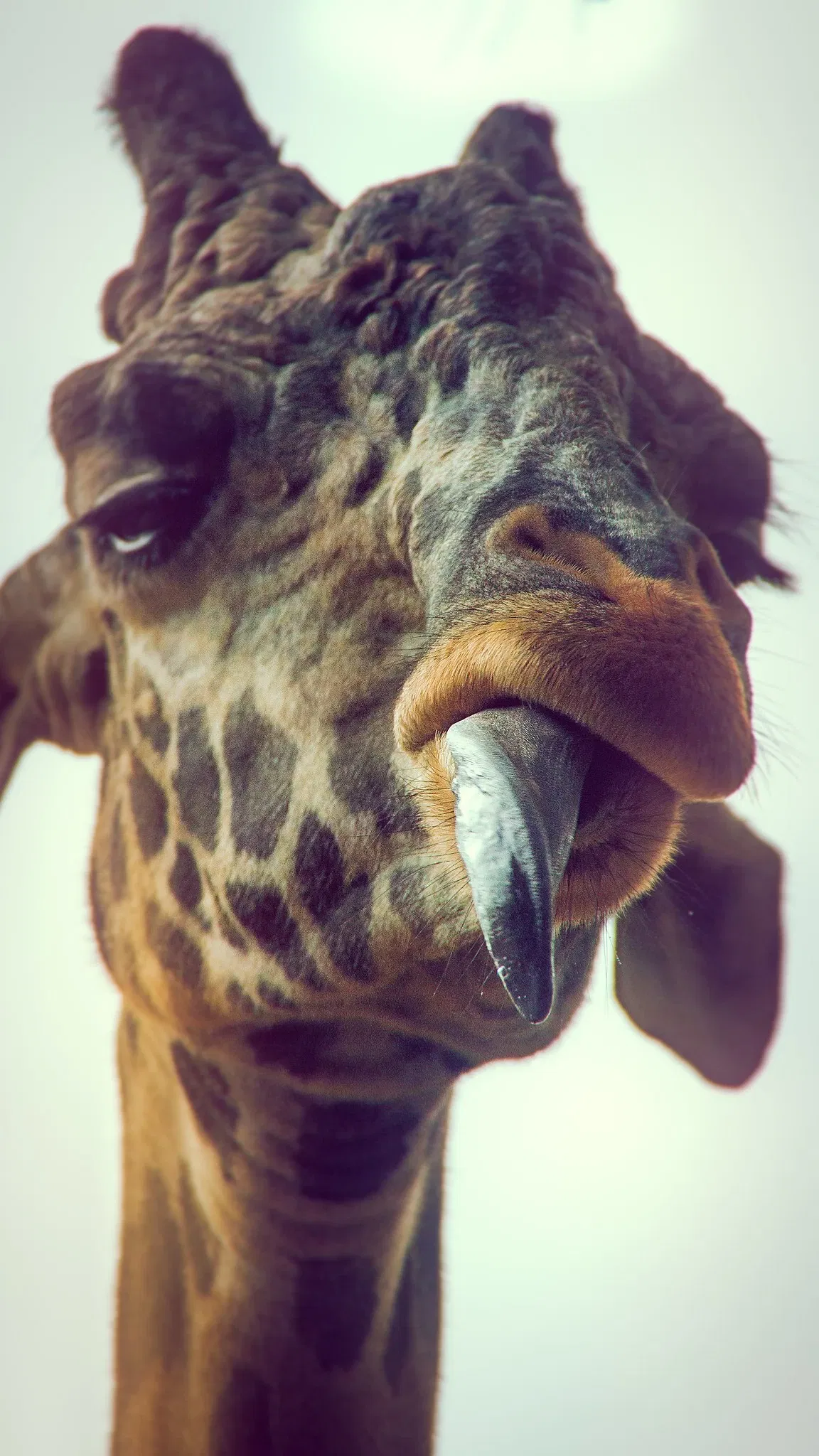 Zoológico de Los Ángeles