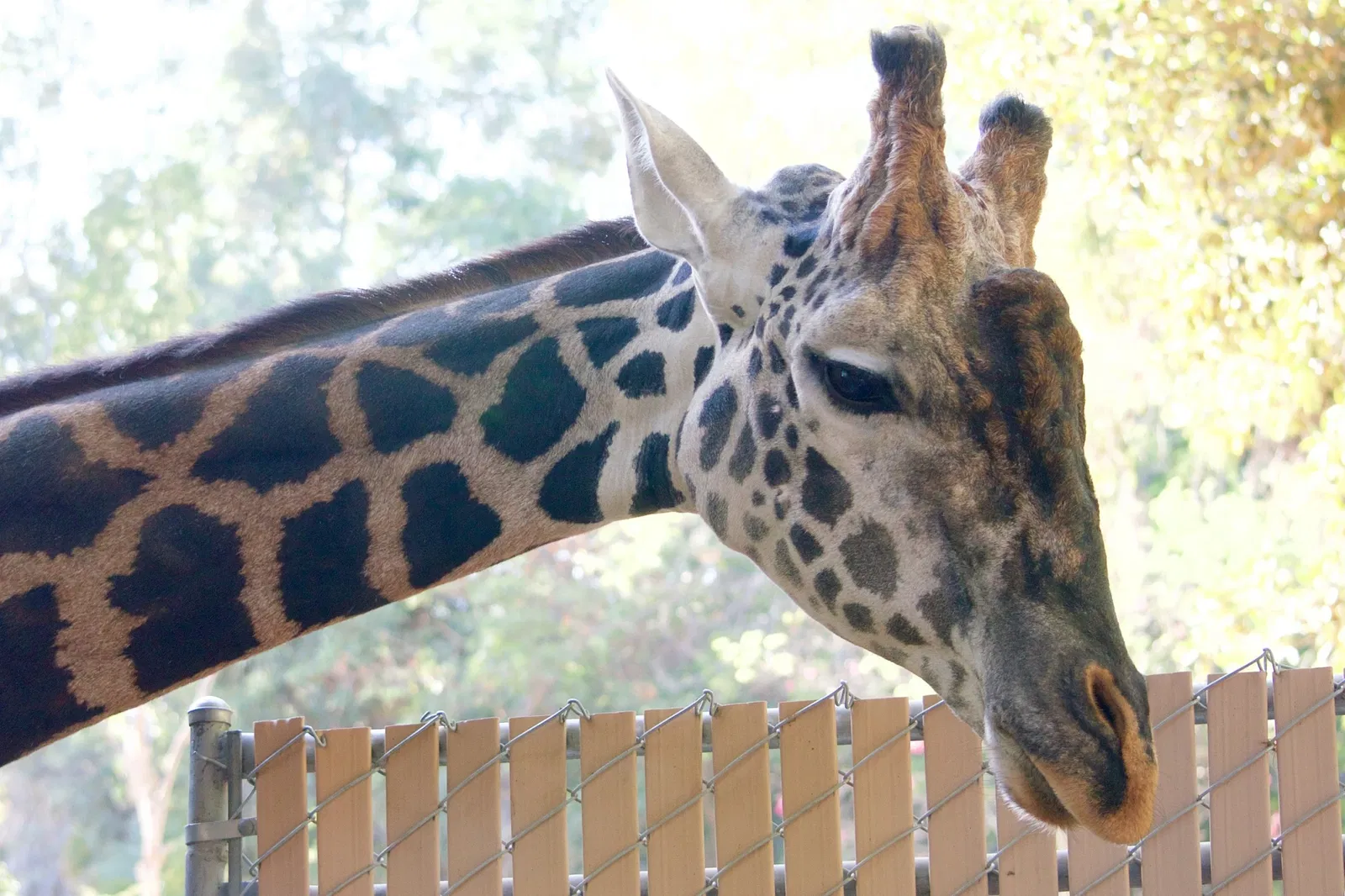 Zoológico de Los Ángeles