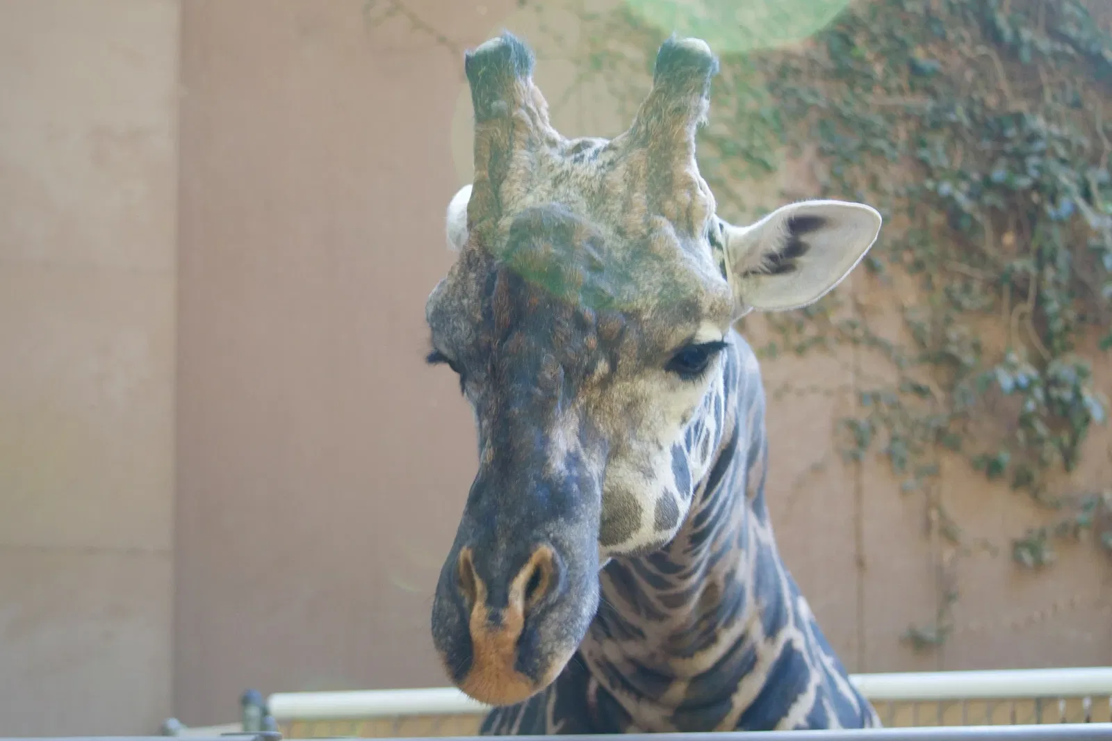 Dierentuin van Los Angeles