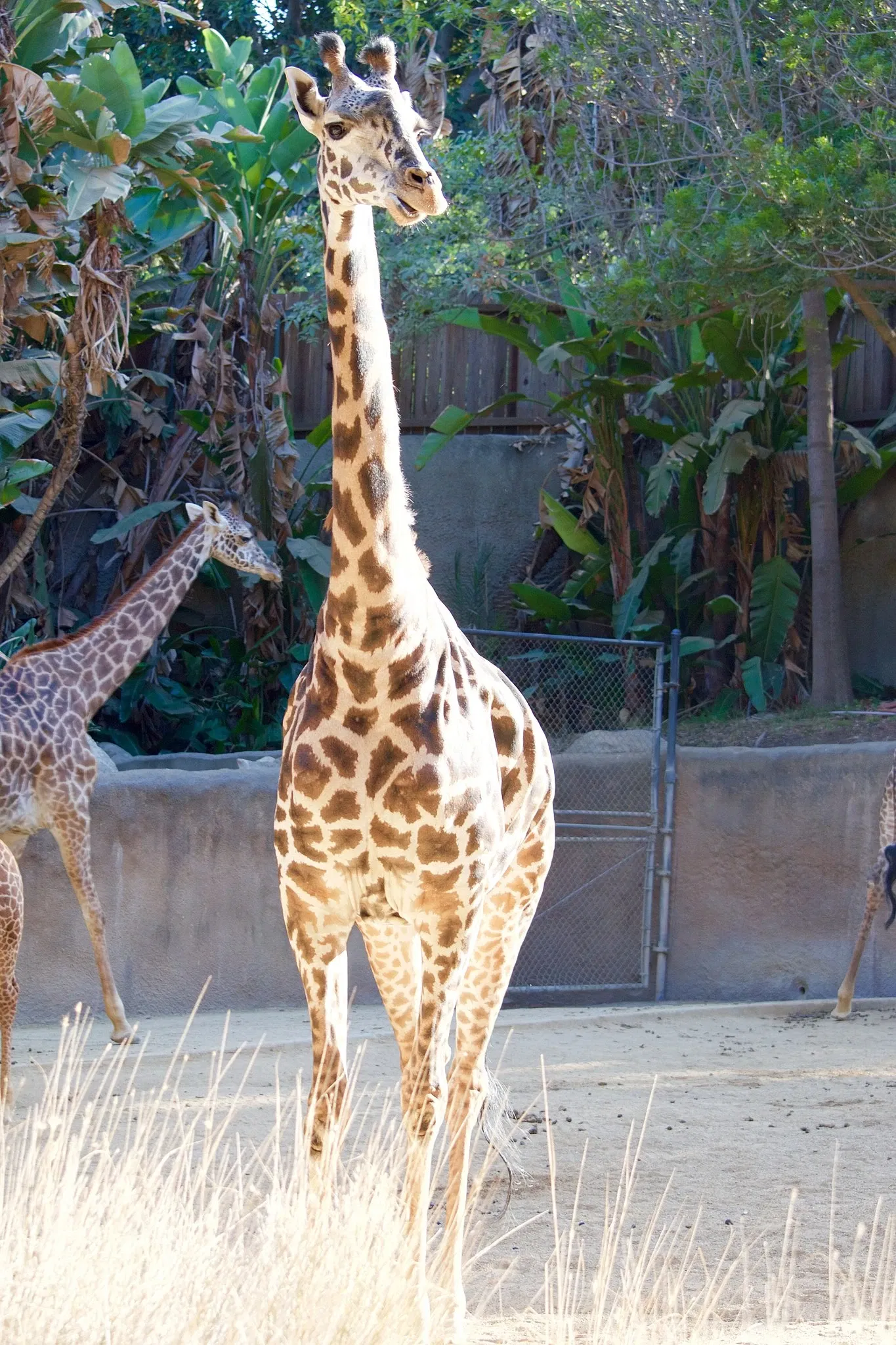 Zoológico de Los Ángeles
