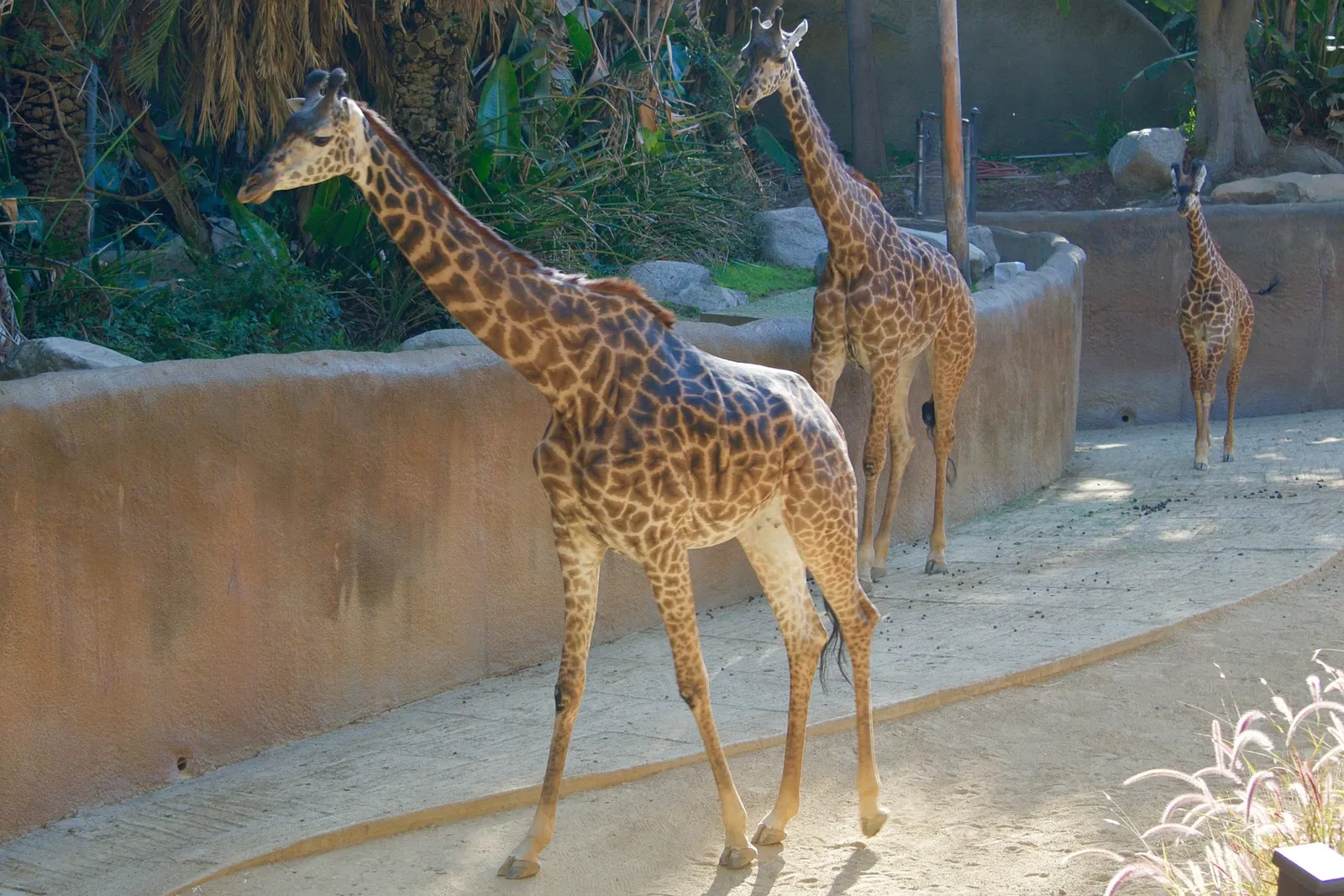 Zoológico de Los Ángeles
