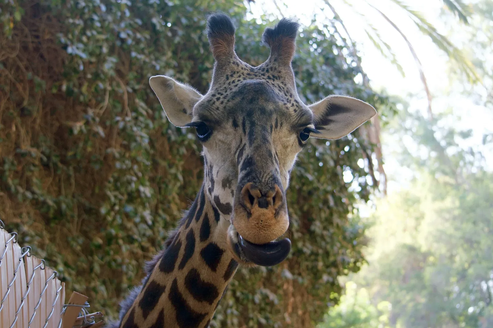 Dierentuin van Los Angeles