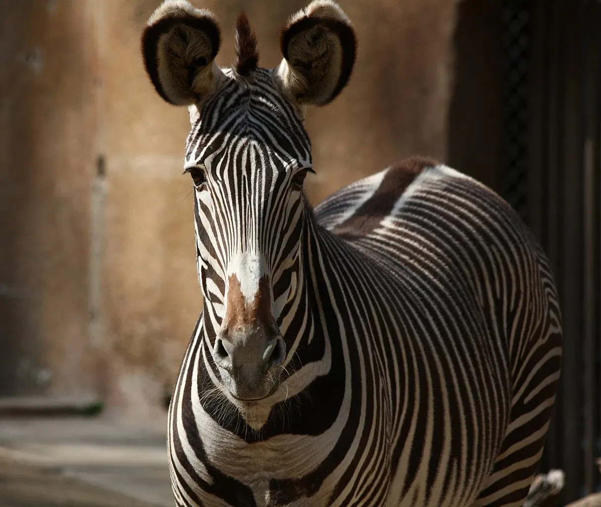 Dierentuin van Los Angeles