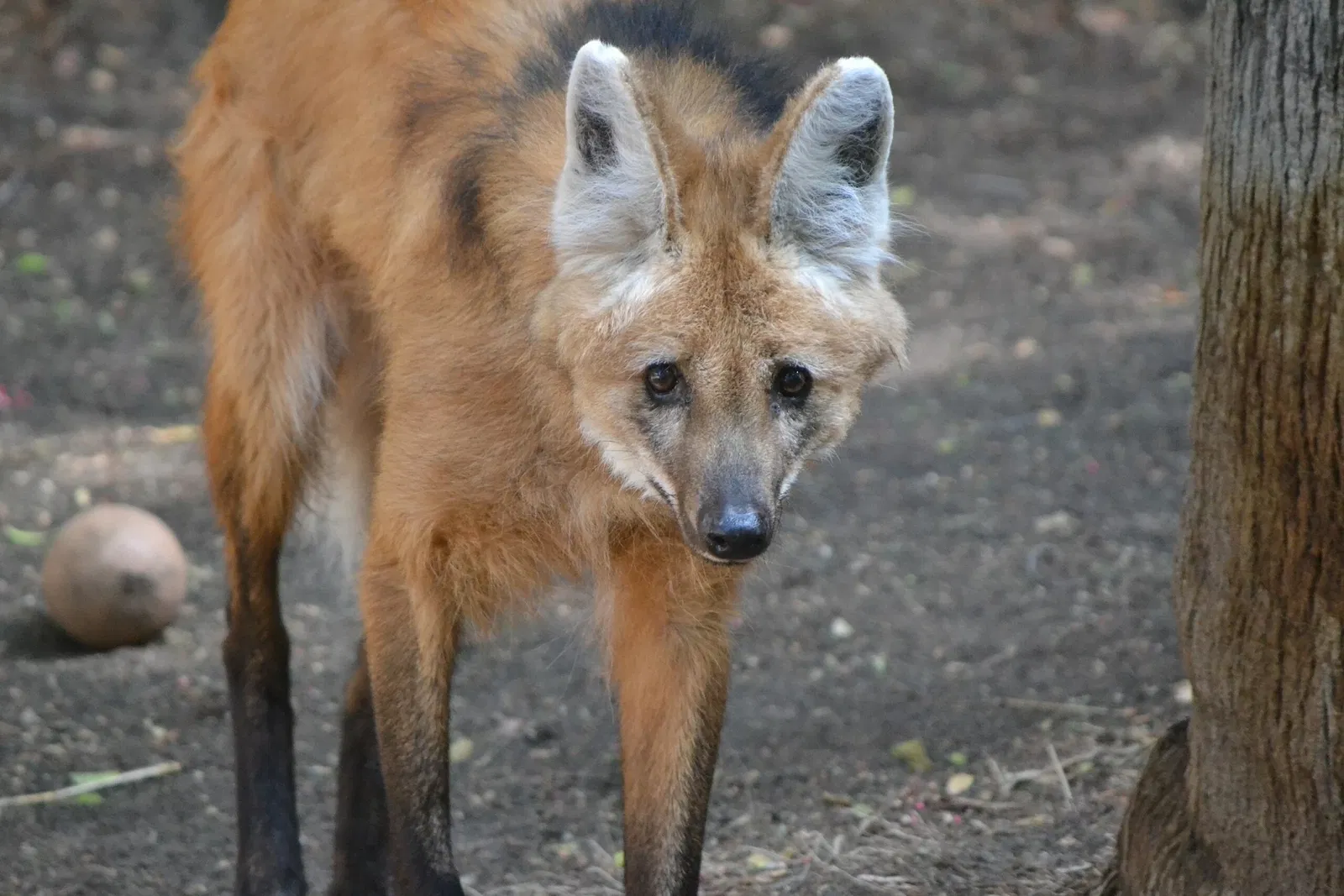 Dierentuin van Los Angeles