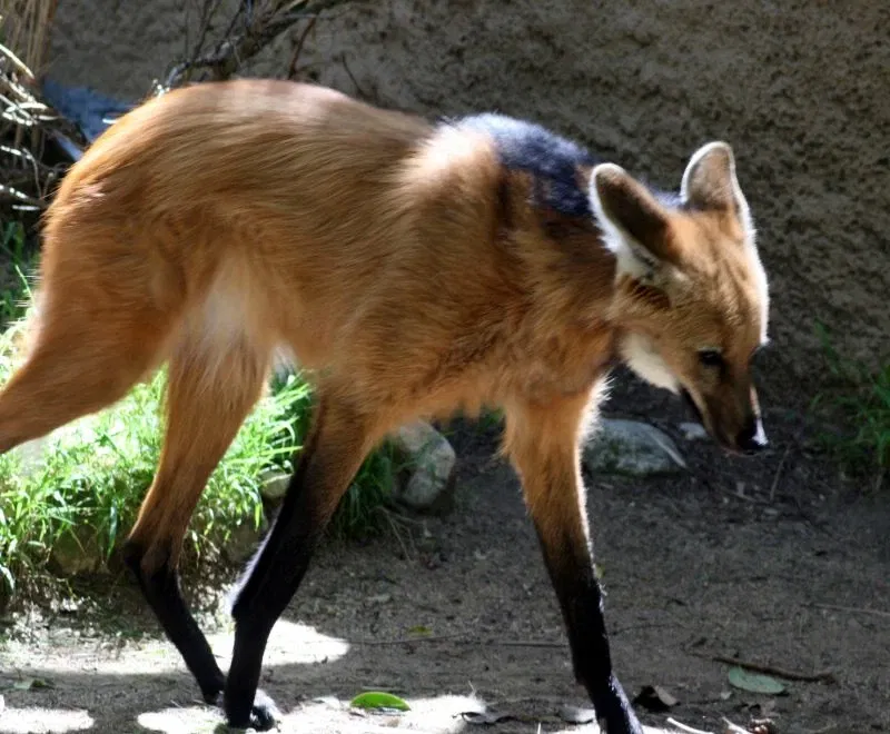 Dierentuin van Los Angeles