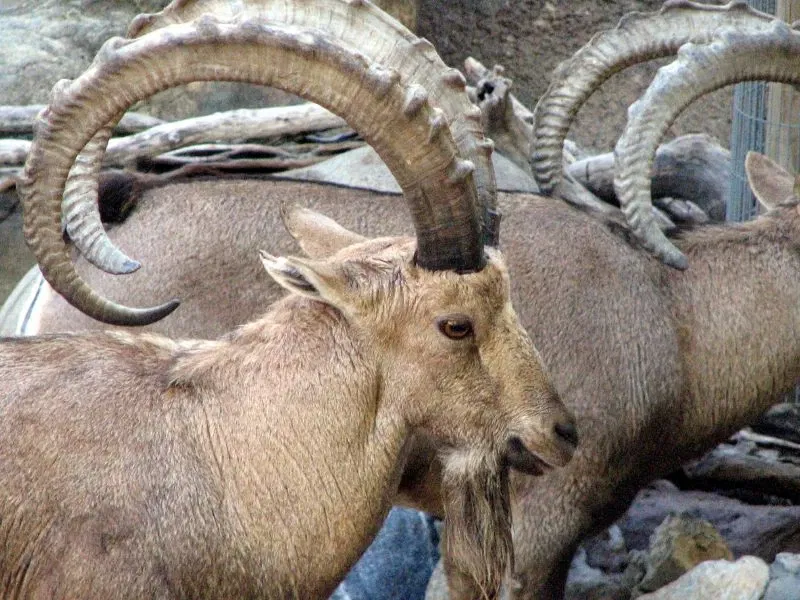 Zoológico de Los Ángeles