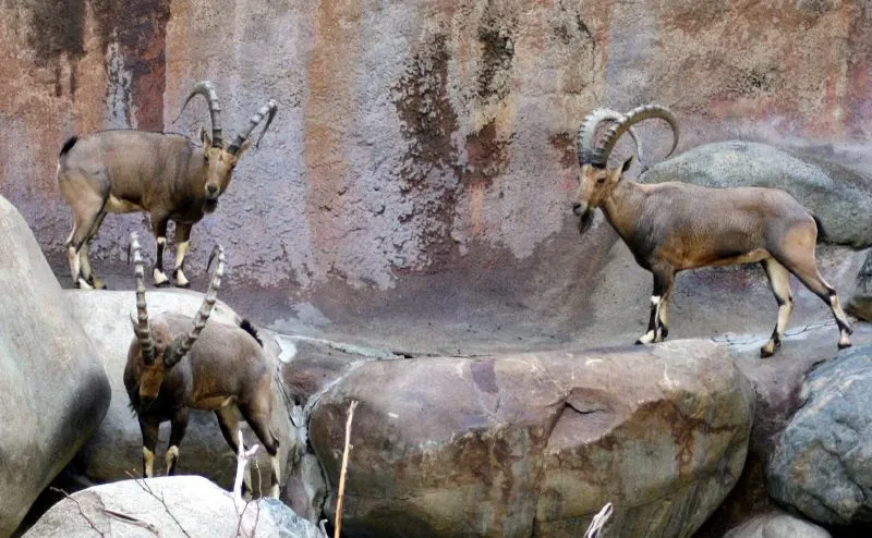 Zoológico de Los Ángeles