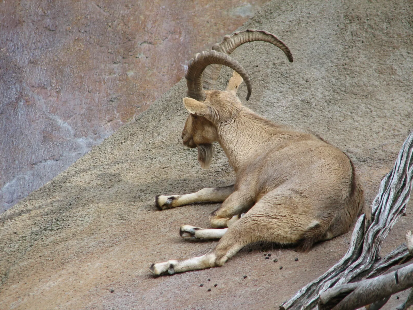Los Angeles Zoo