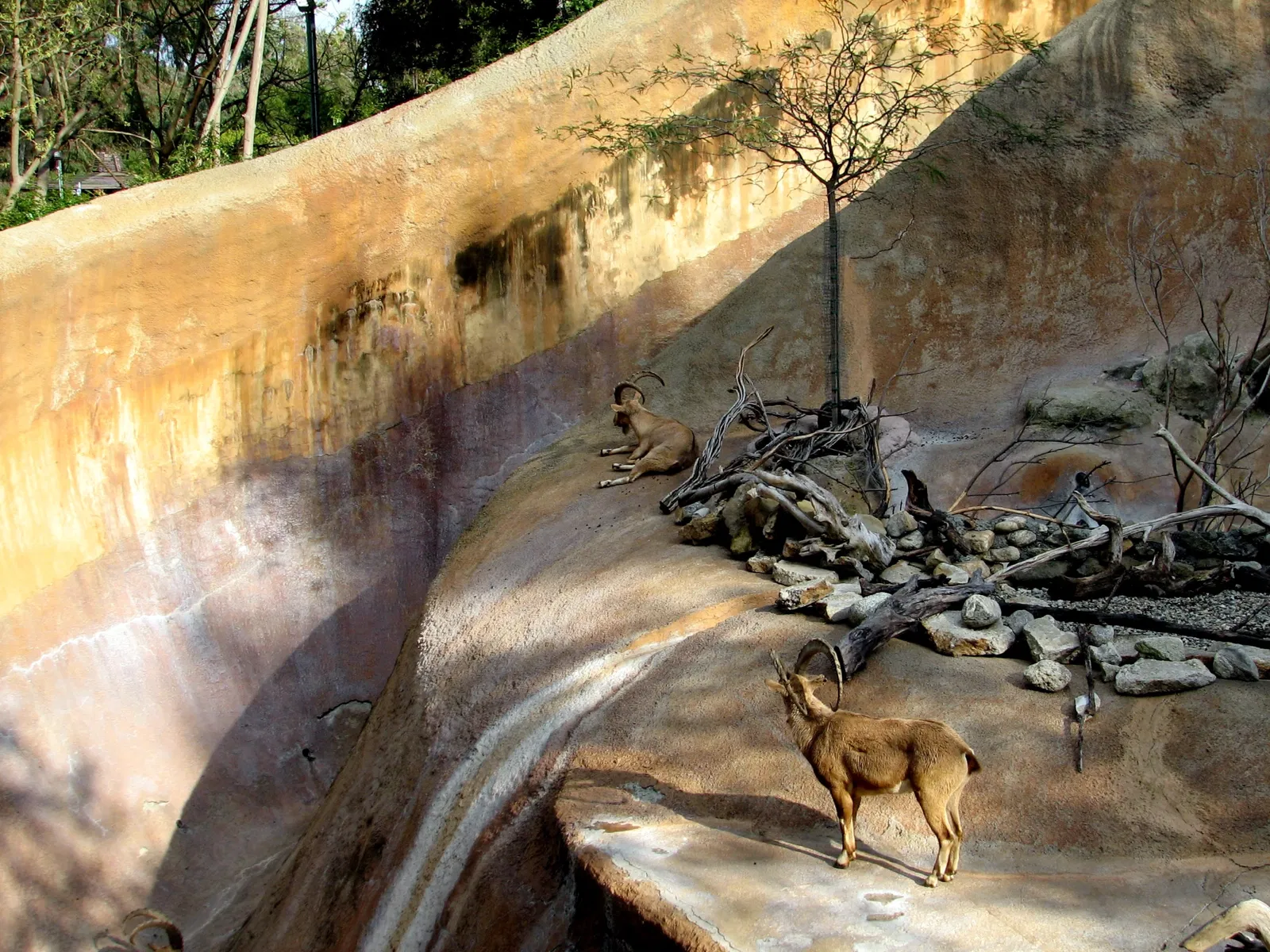 Dierentuin van Los Angeles