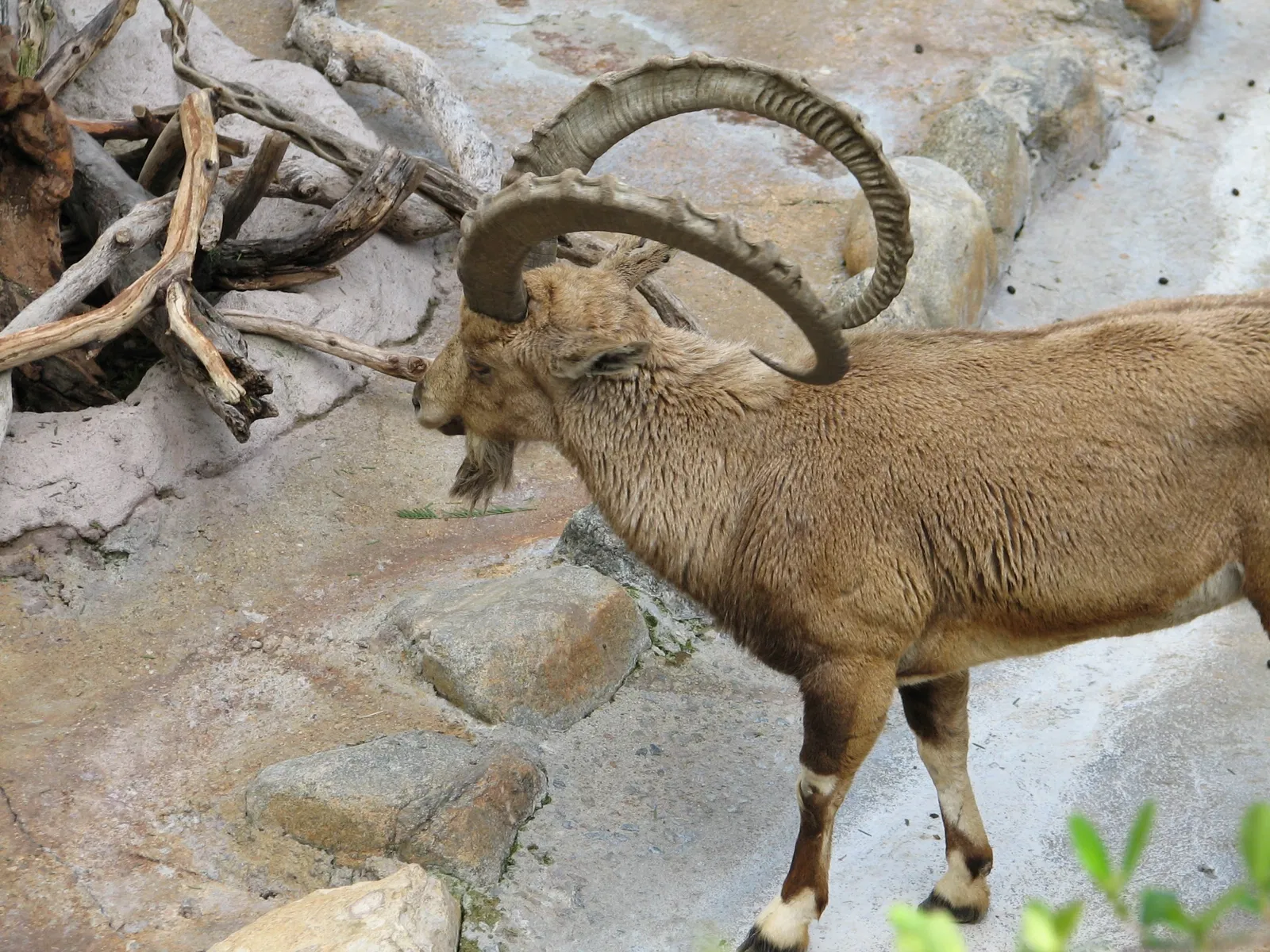 Zoológico de Los Ángeles