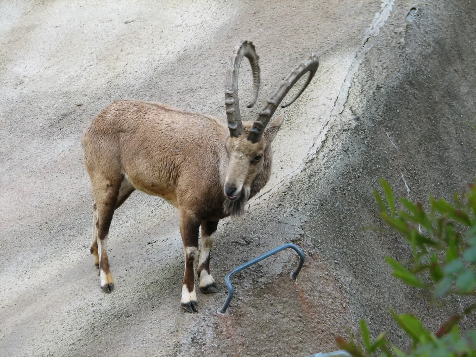 Dierentuin van Los Angeles