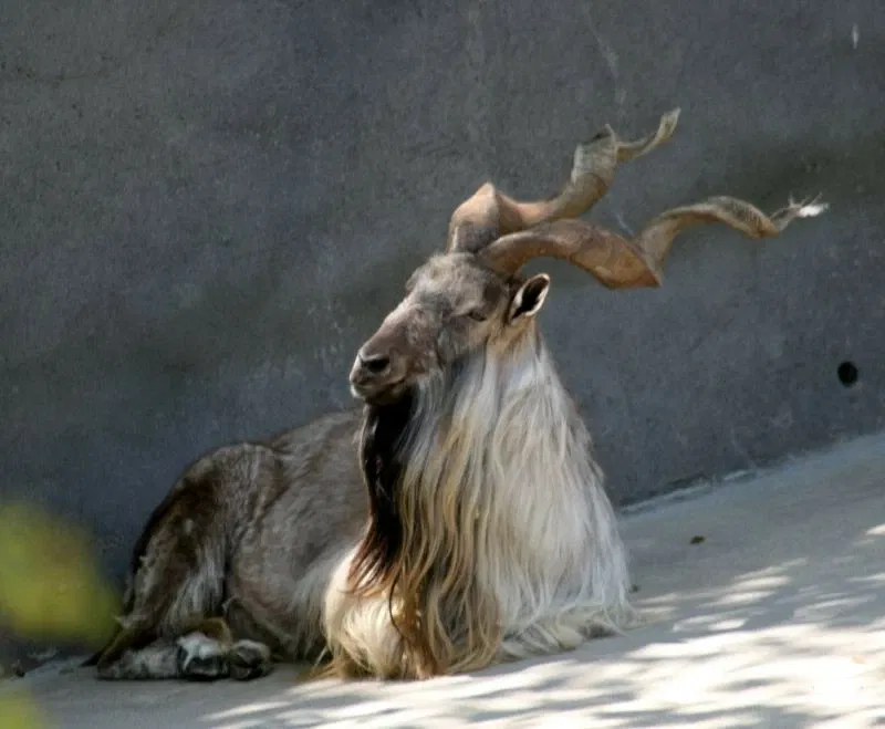 Zoológico de Los Ángeles