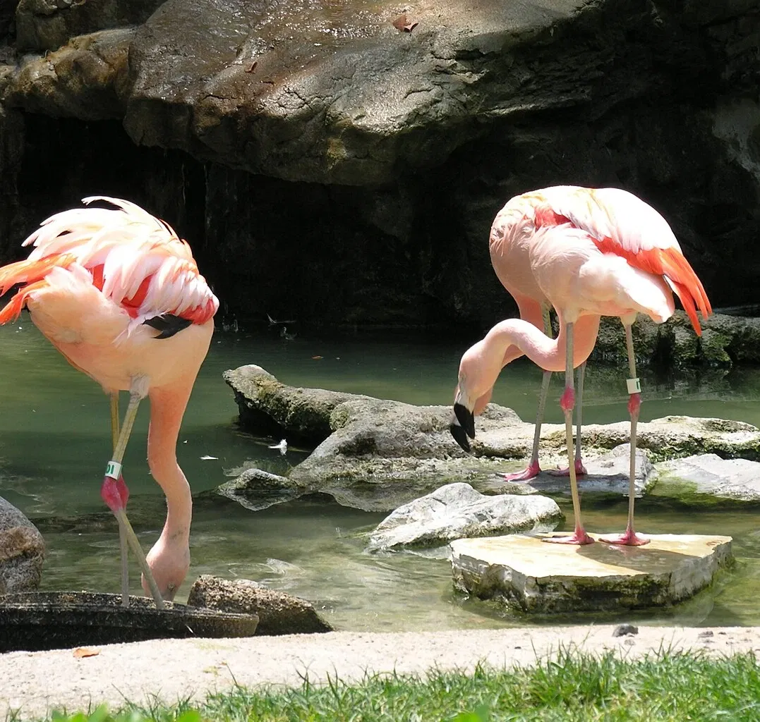 Dierentuin van Los Angeles