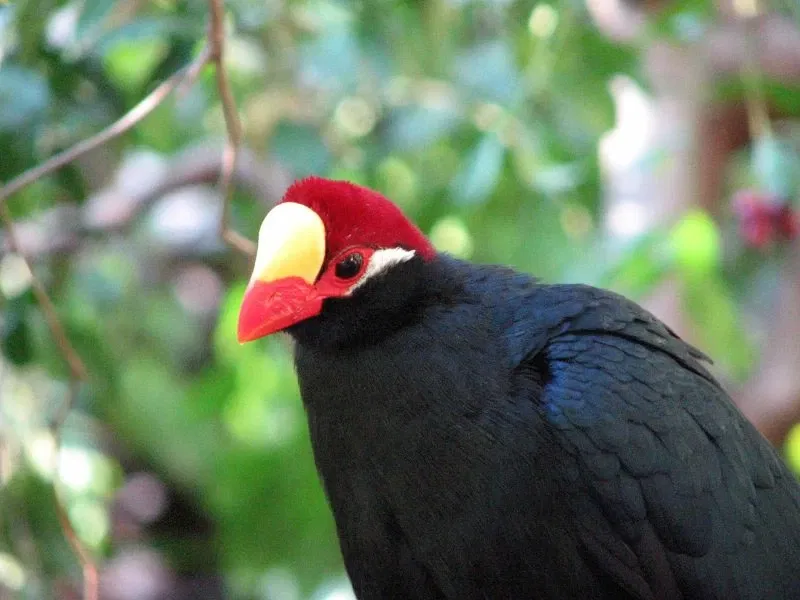Zoológico de Los Ángeles