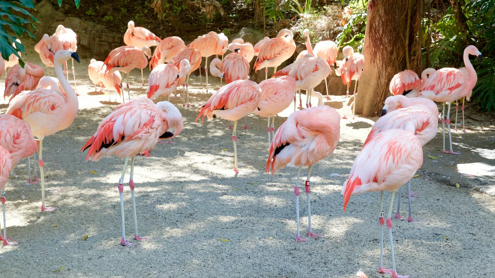 Dierentuin van Los Angeles