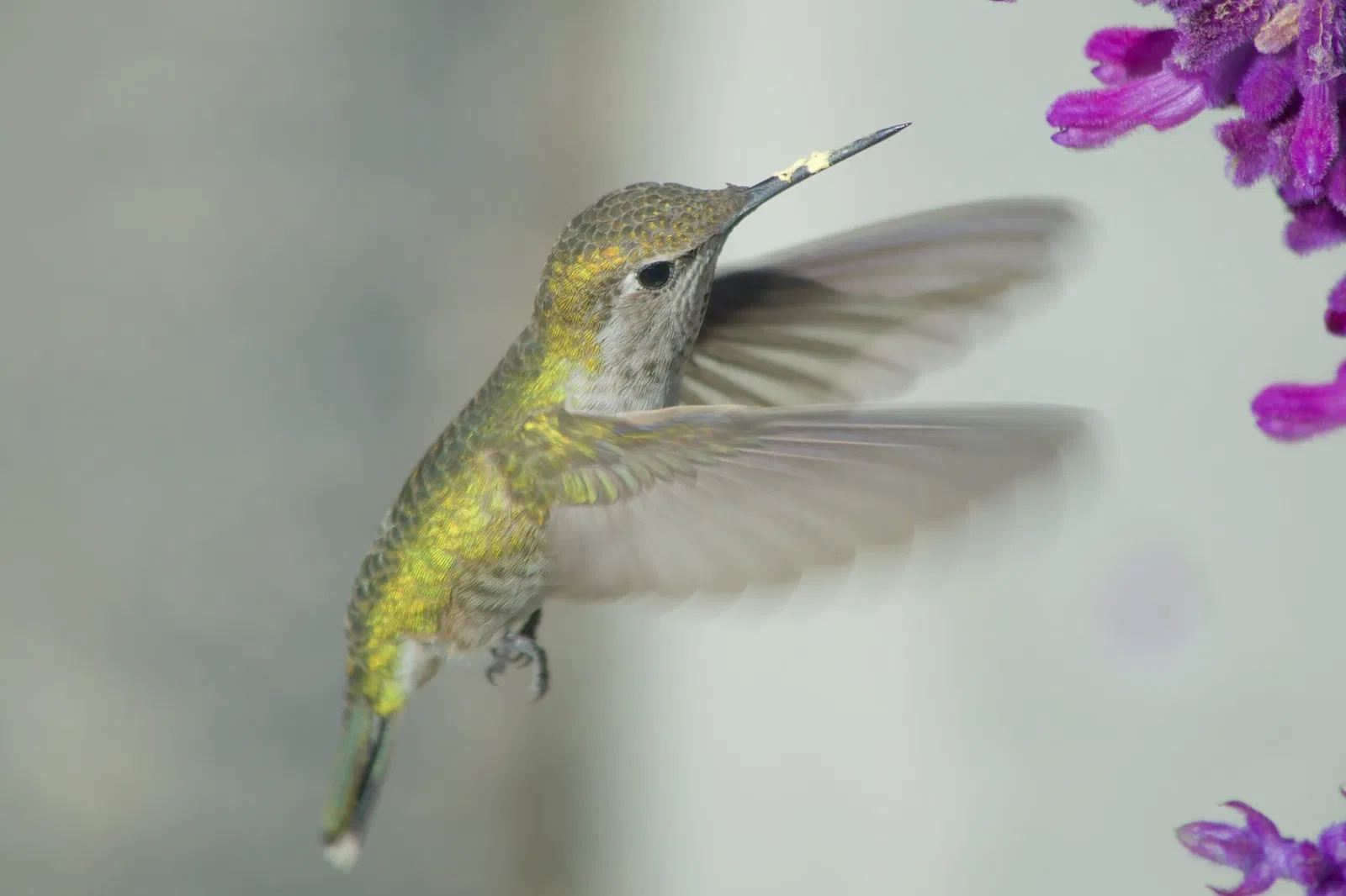 Zoológico de Los Ángeles