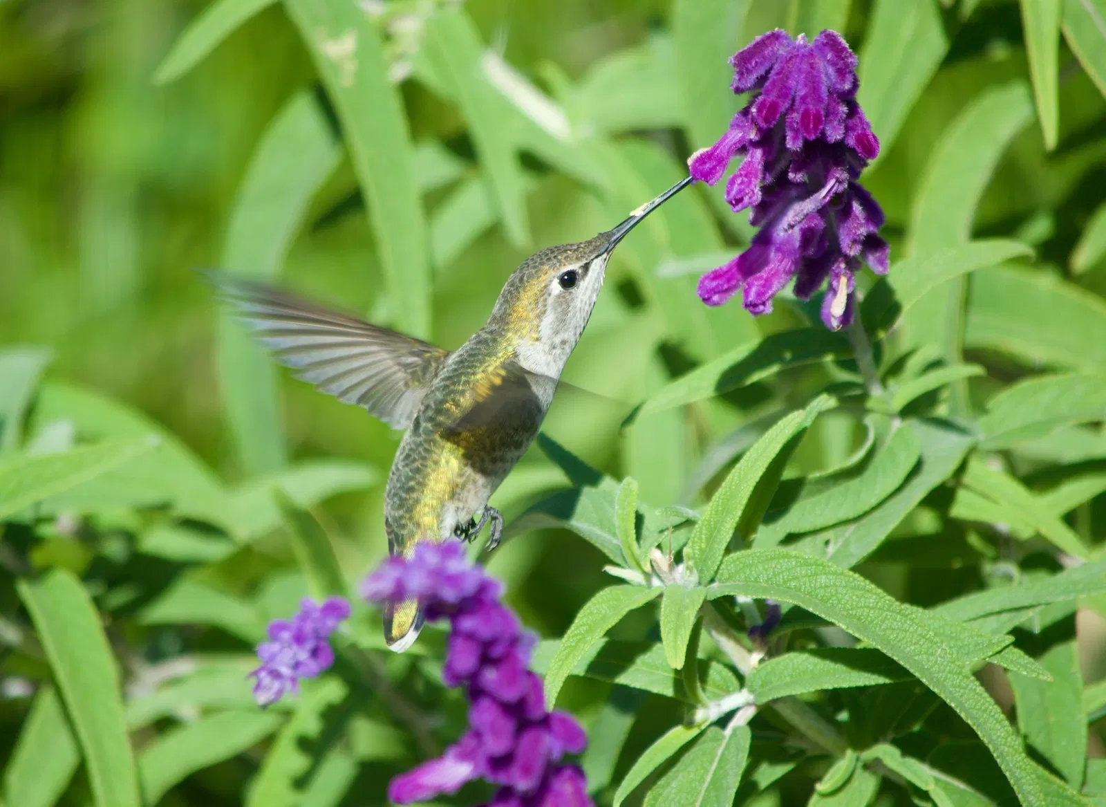 Zoológico de Los Ángeles