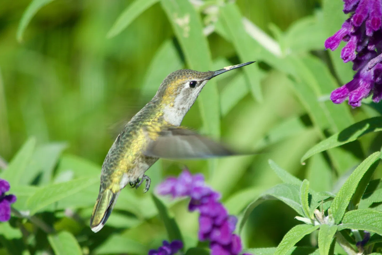 Dierentuin van Los Angeles