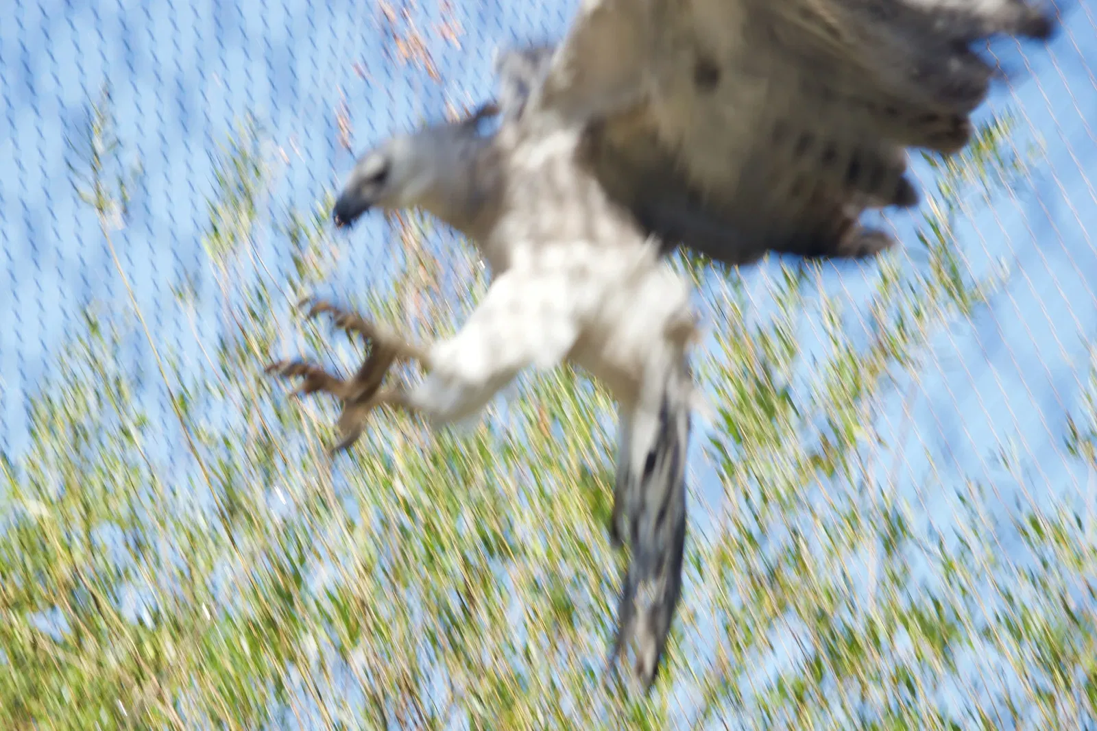 Zoológico de Los Ángeles