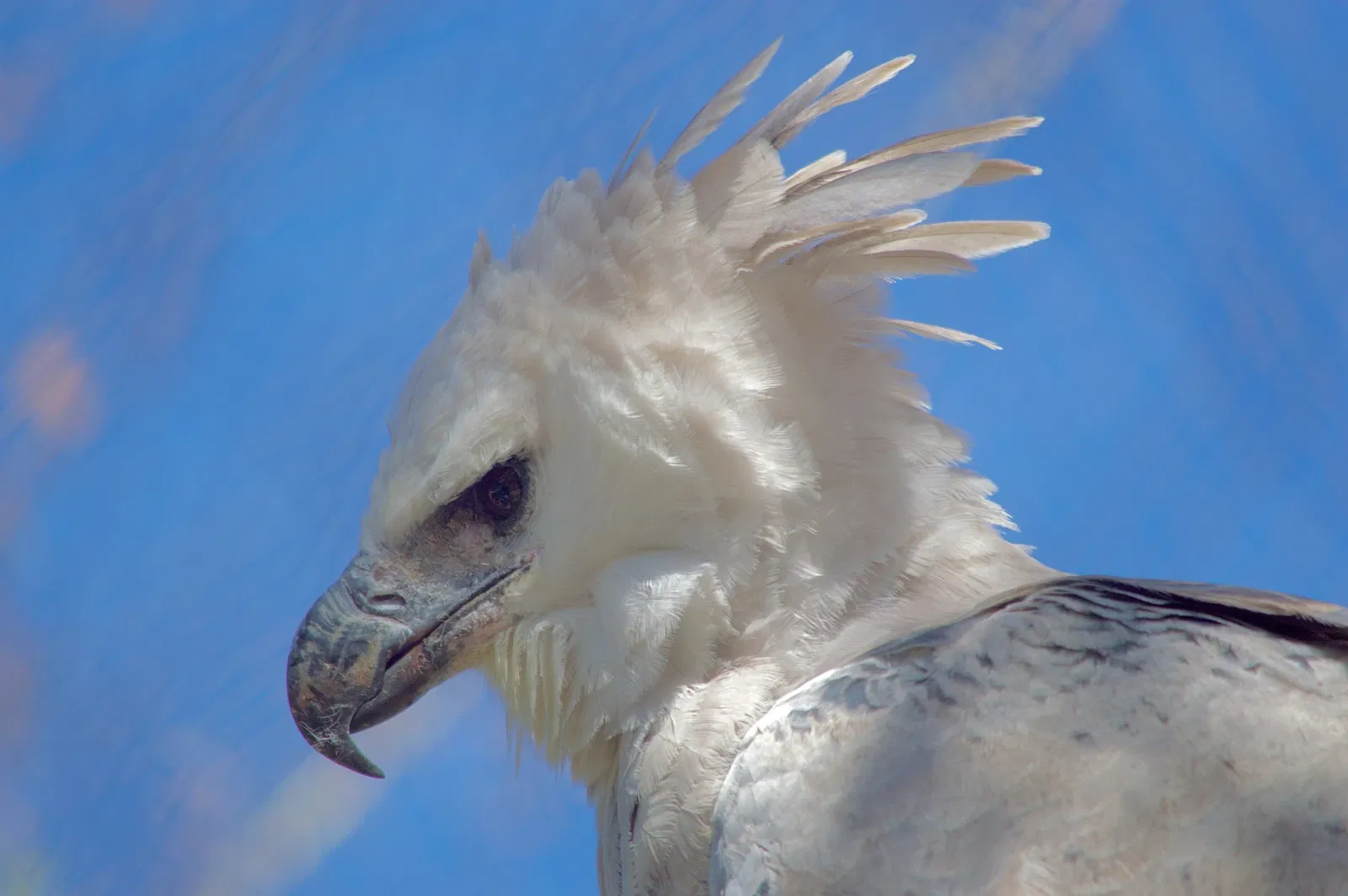 Zoológico de Los Ángeles