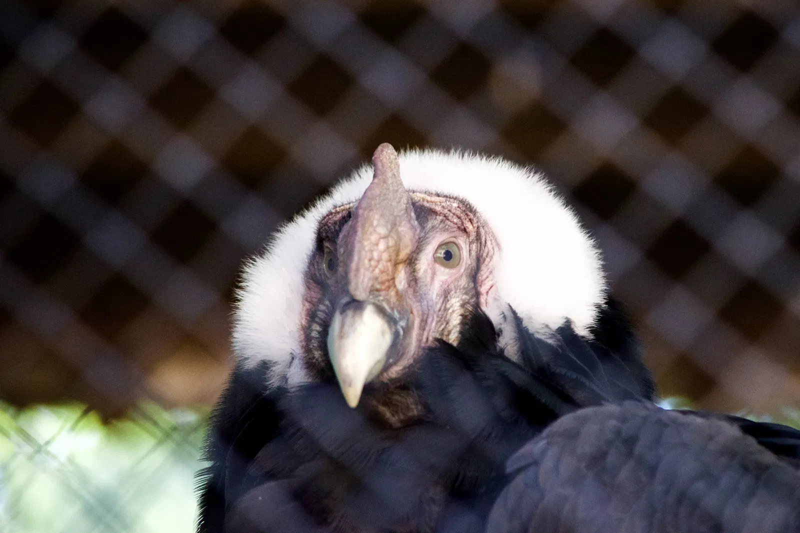 Dierentuin van Los Angeles