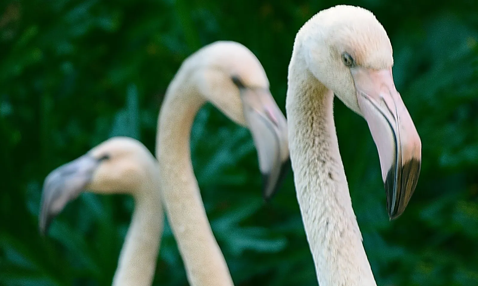 Dierentuin van Los Angeles