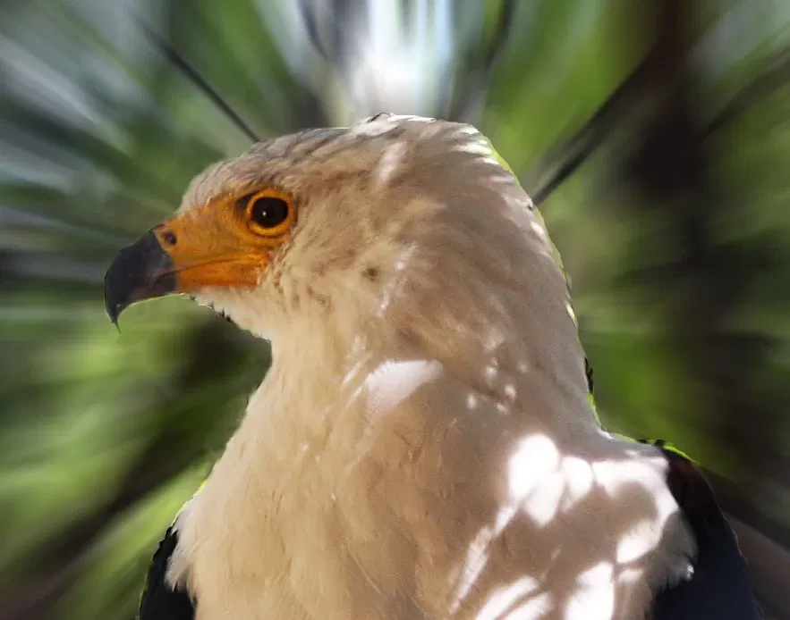 Dierentuin van Los Angeles