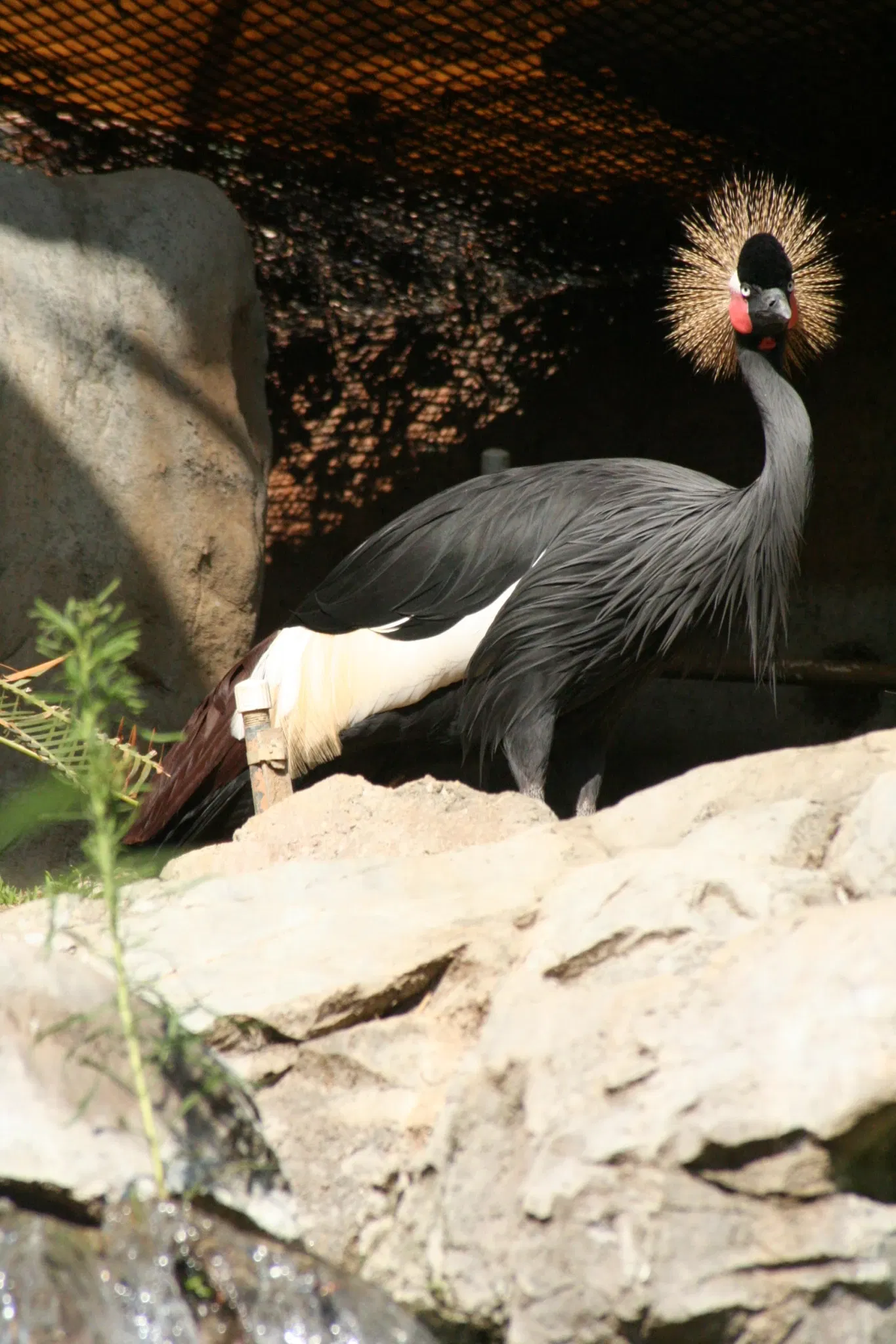 Zoológico de Los Ángeles
