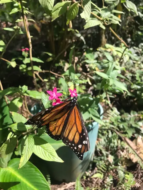 Monteverde Butterfly Garden • Bryna