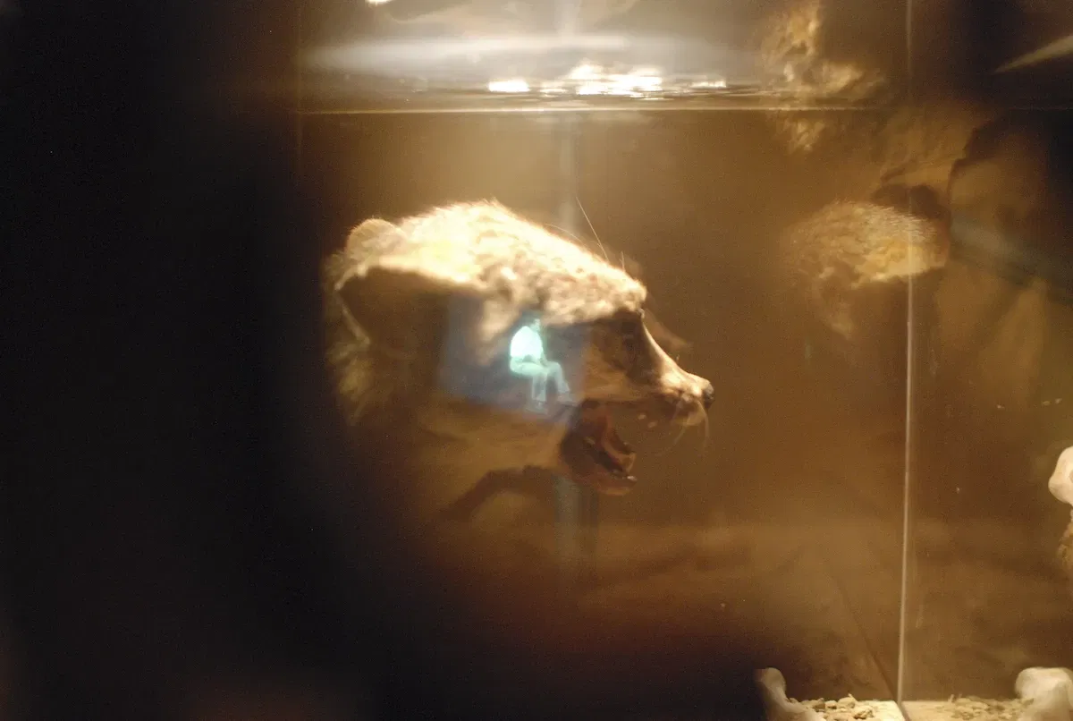 Museum of Jurassic Technology