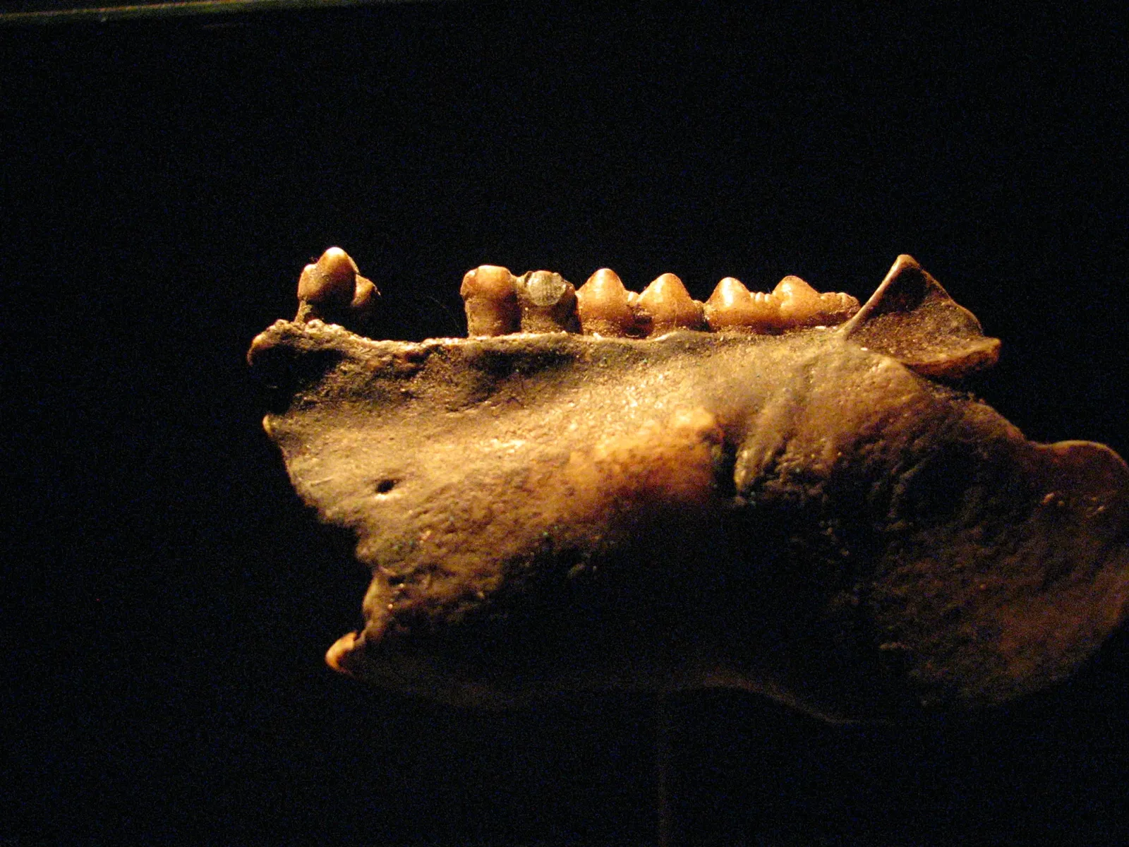 Museum of Jurassic Technology