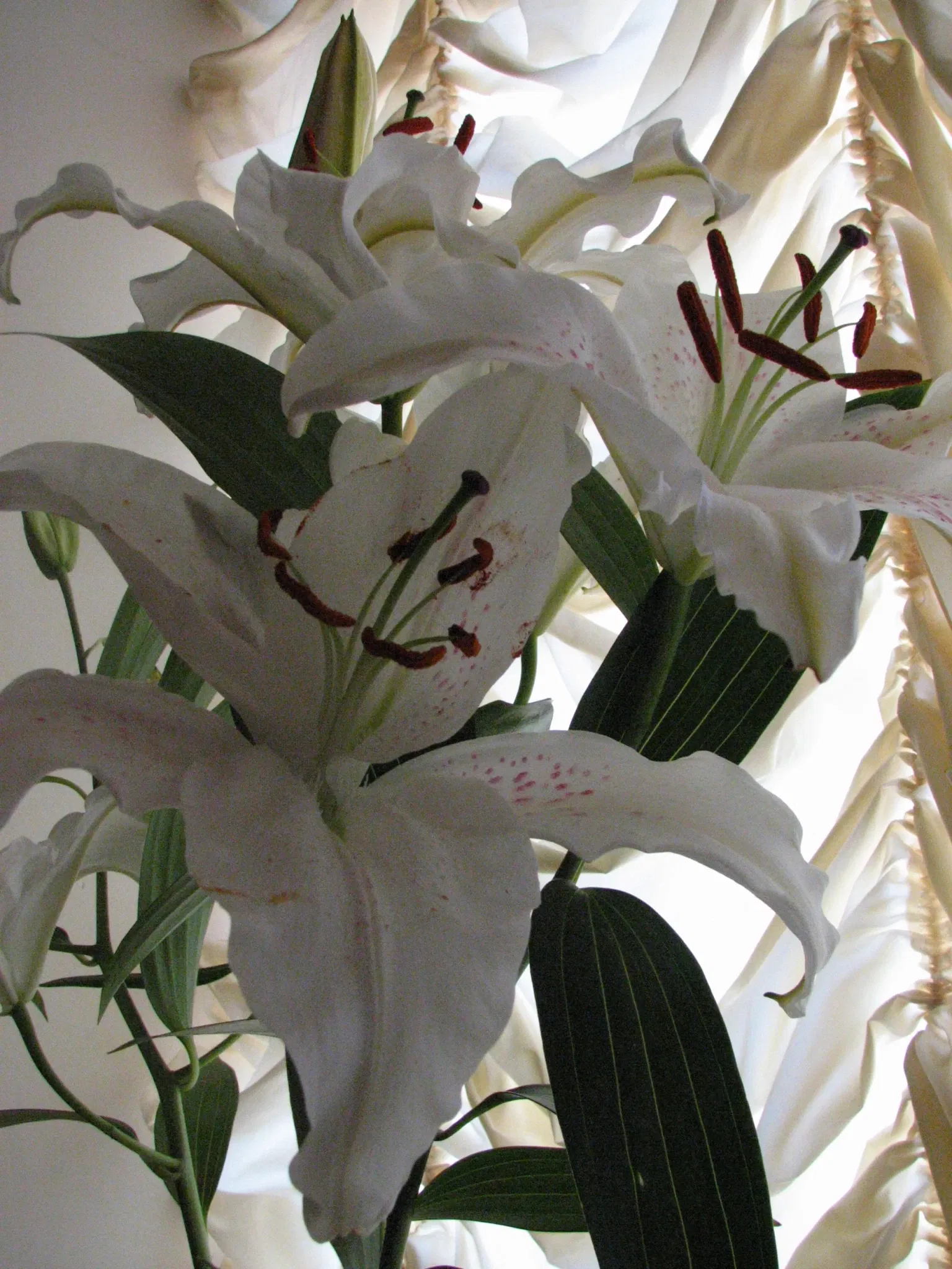 Museum of Jurassic Technology