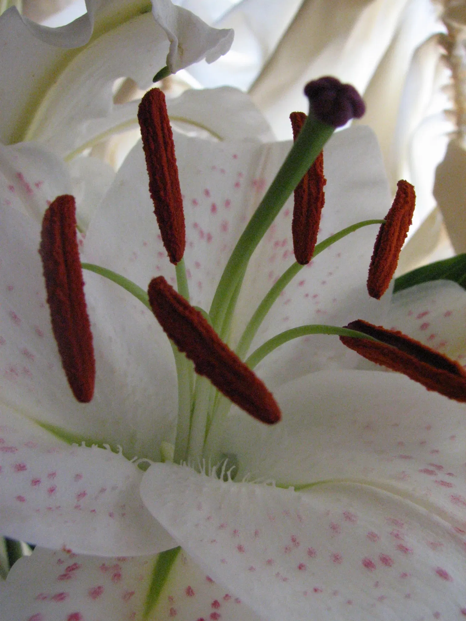 Museum of Jurassic Technology