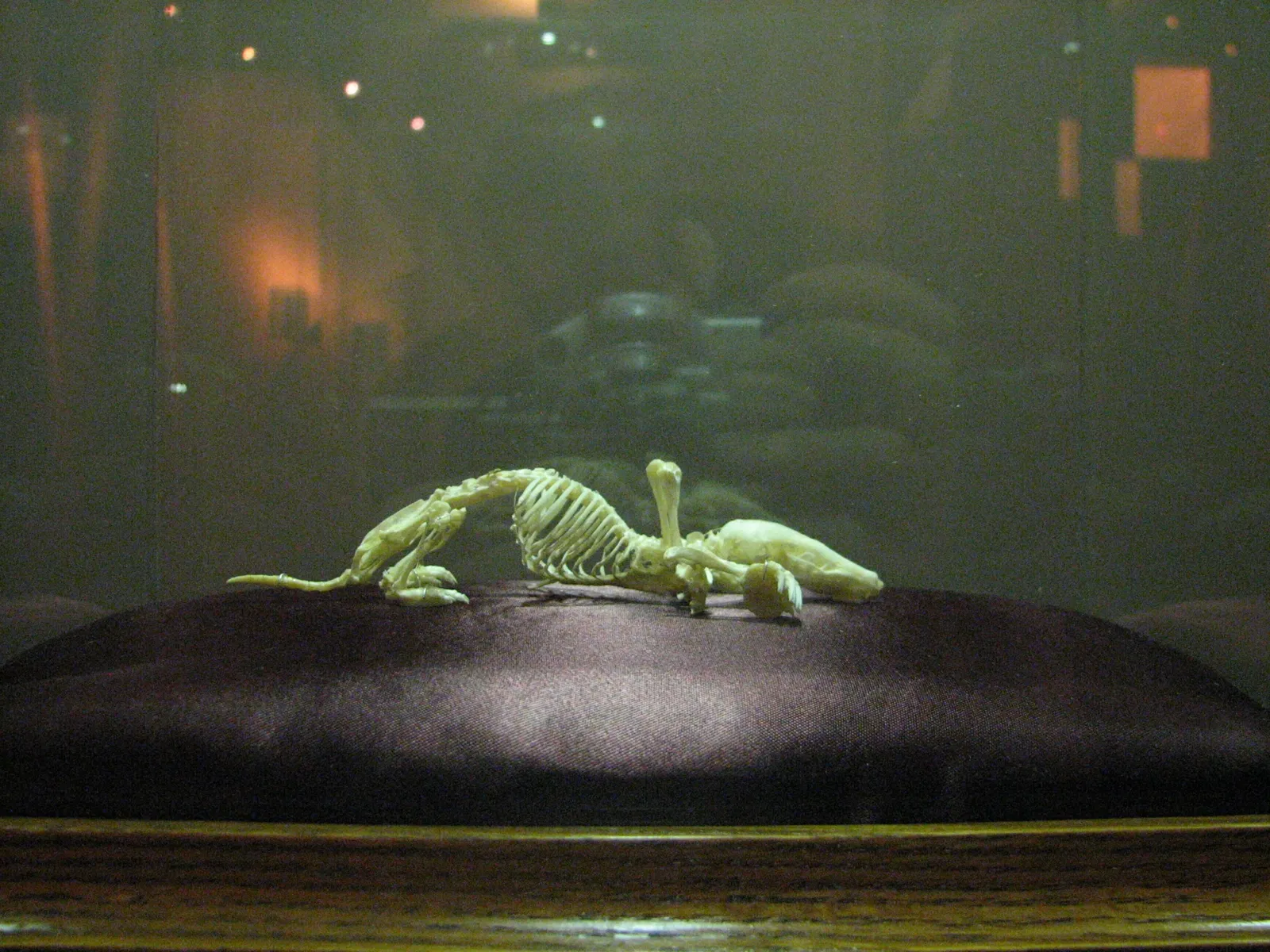 Museum of Jurassic Technology