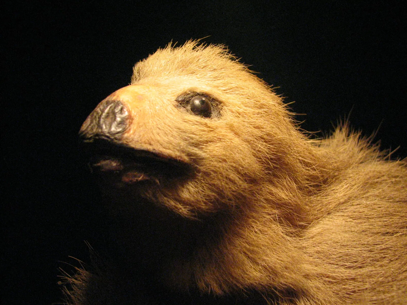 Museum of Jurassic Technology