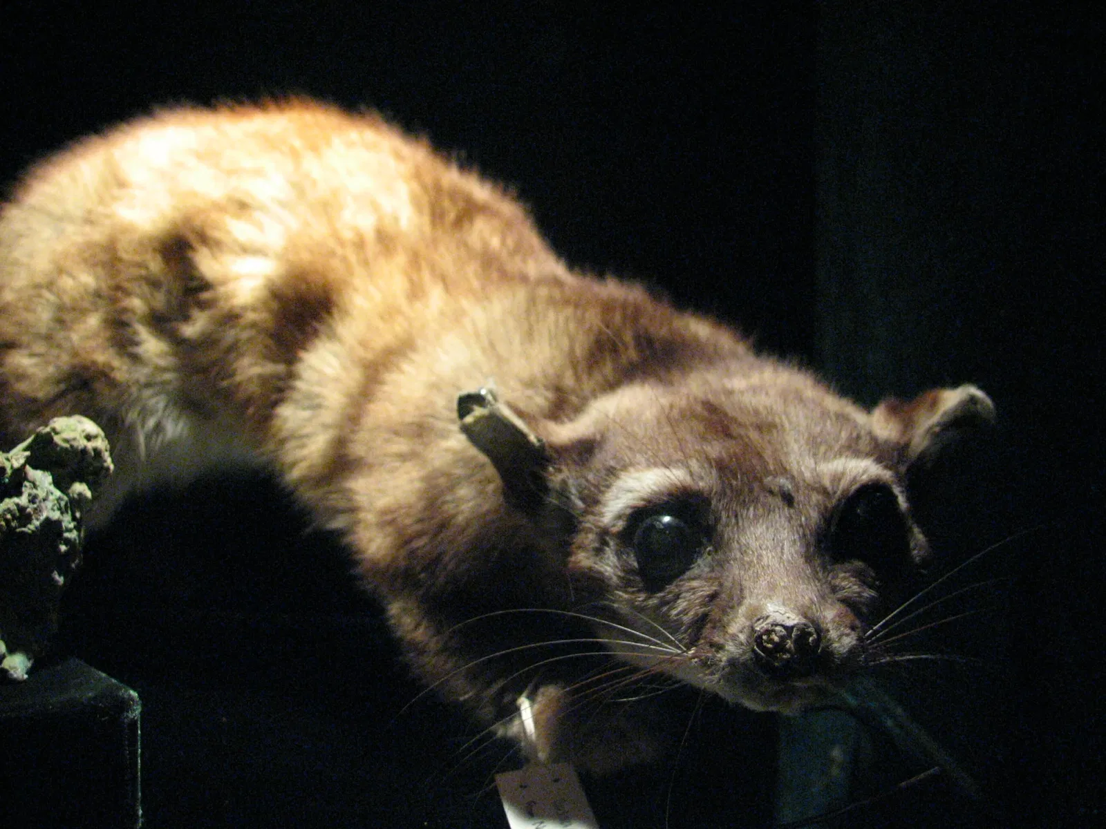 Museum of Jurassic Technology