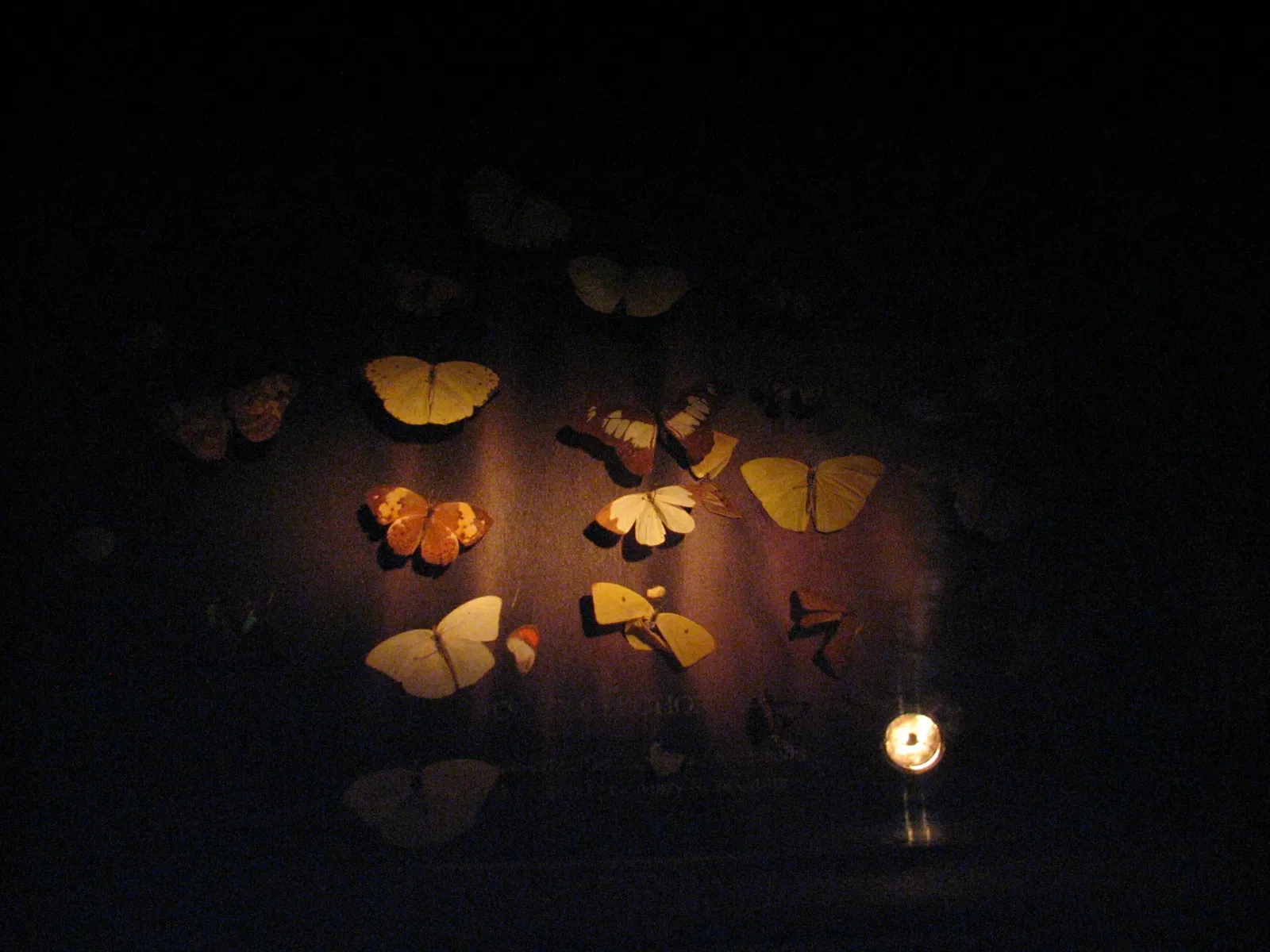 Museum of Jurassic Technology