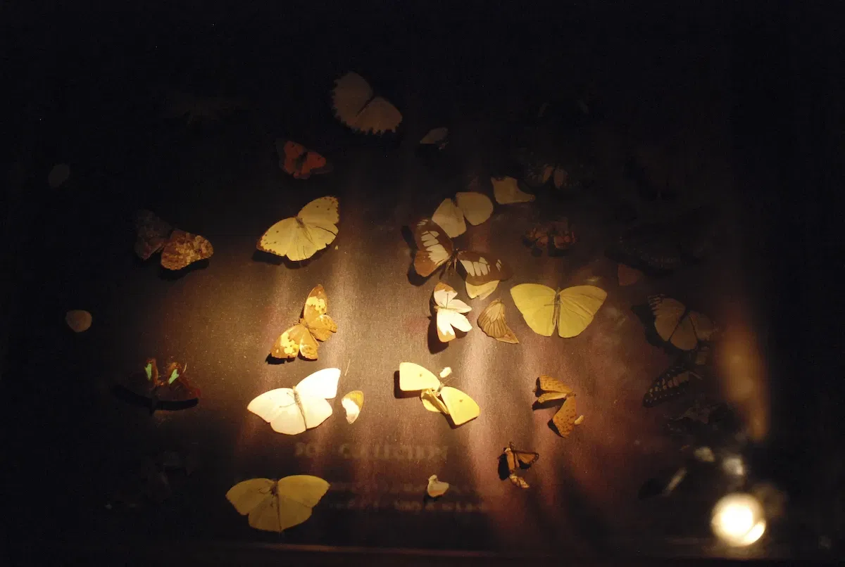 Museum of Jurassic Technology