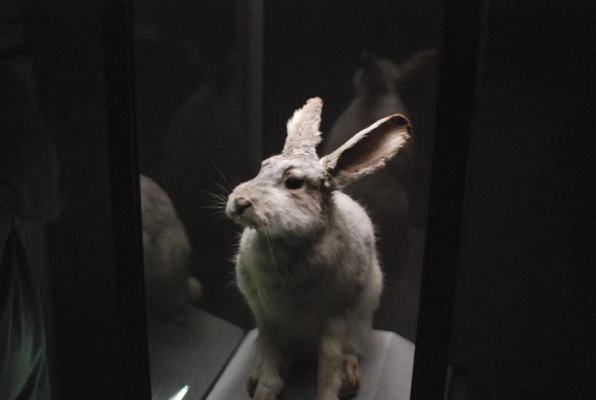 Museum of Jurassic Technology