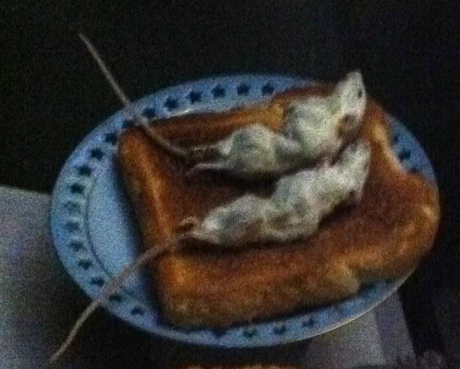 Museum of Jurassic Technology