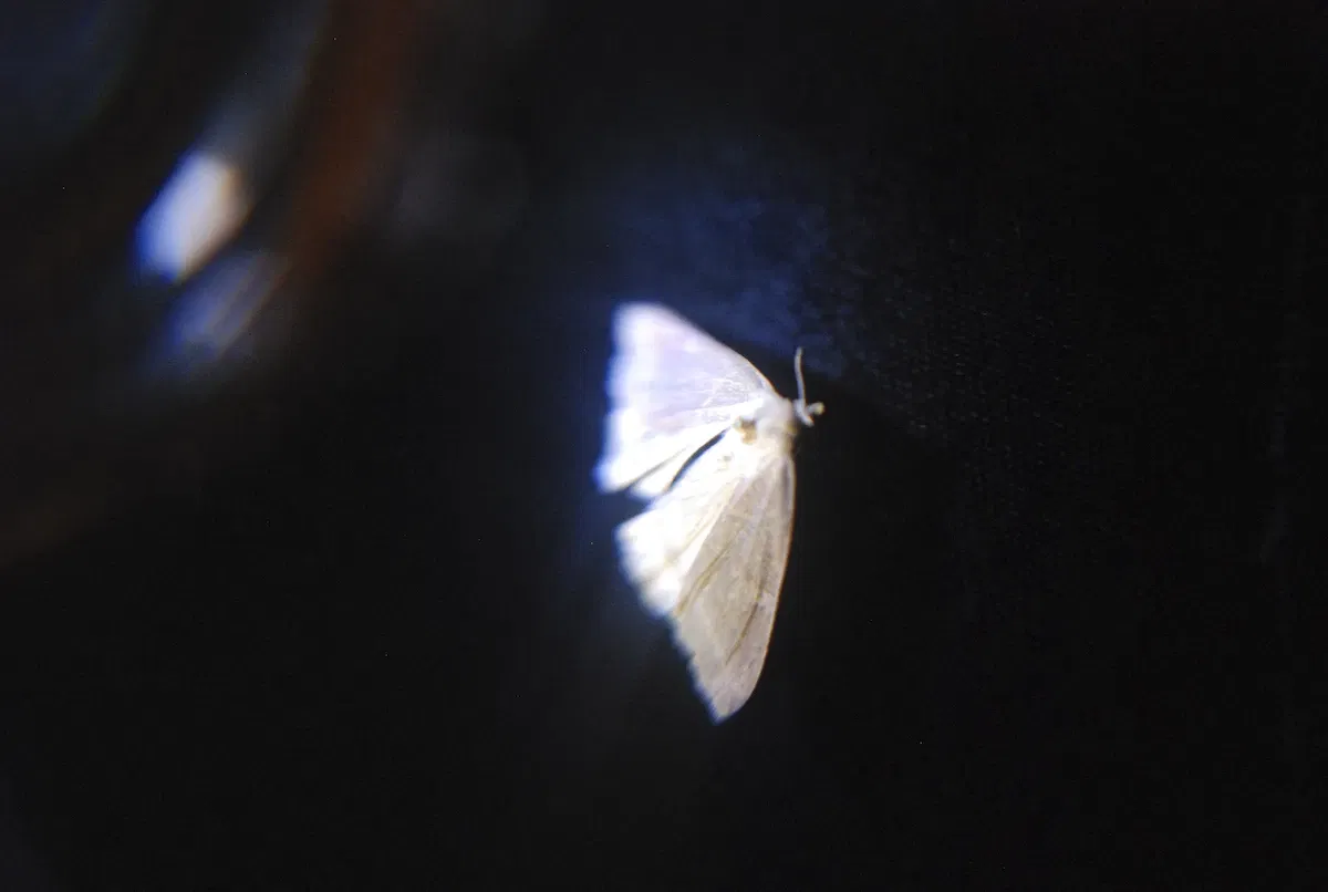 Museum of Jurassic Technology