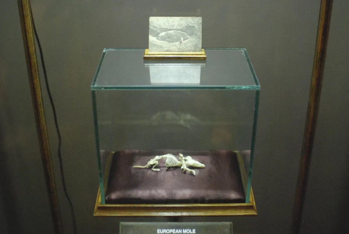 Museum of Jurassic Technology