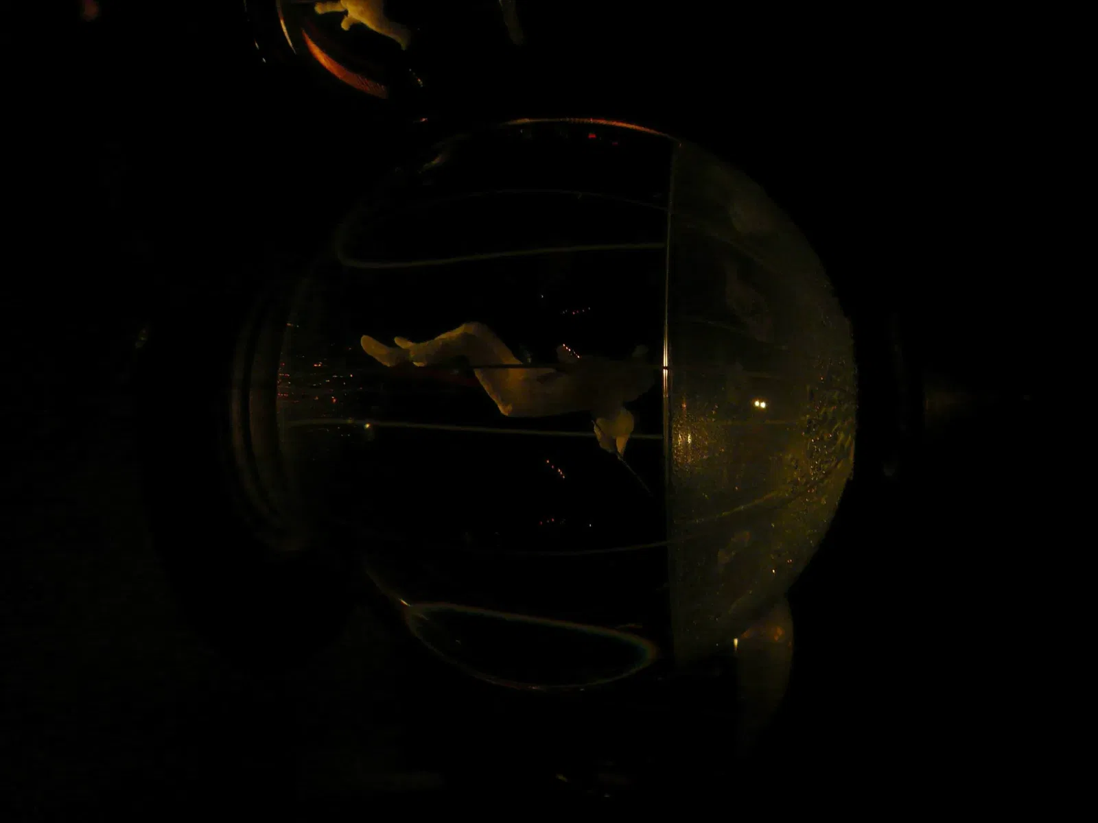 Museum of Jurassic Technology