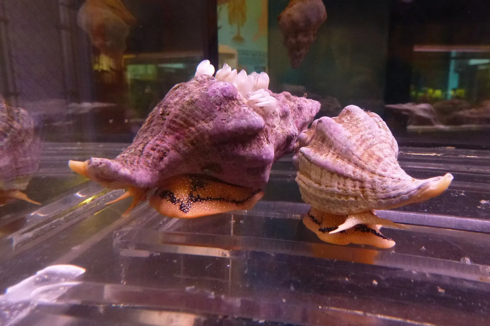 Acuario marino de Cabrillo