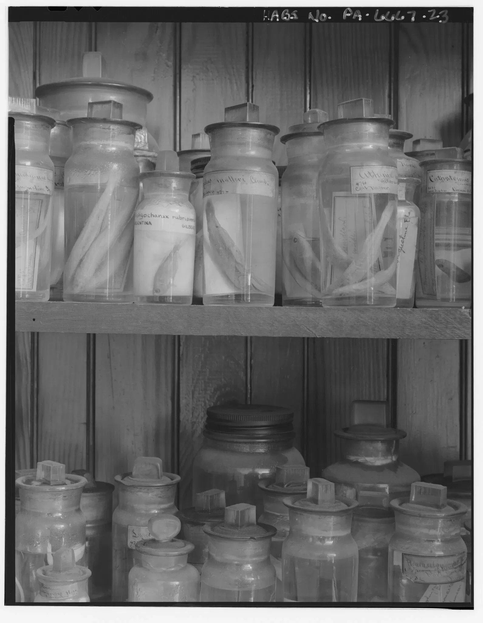 Wagner Free Institute of Science